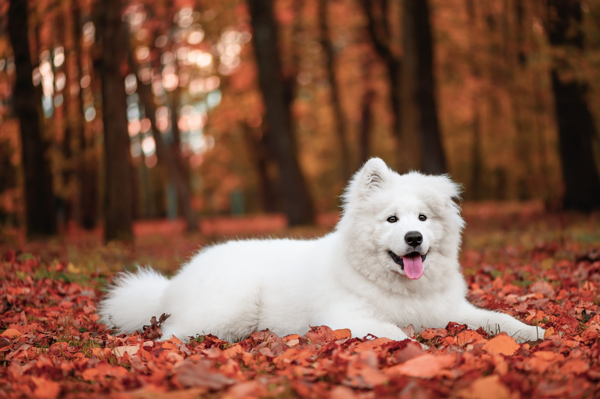 Free download wallpaper Dogs, Dog, Animal, Samoyed, Depth Of Field on your PC desktop