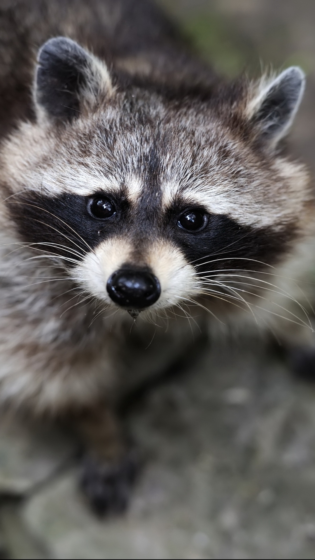 無料モバイル壁紙動物, ラクーンをダウンロードします。