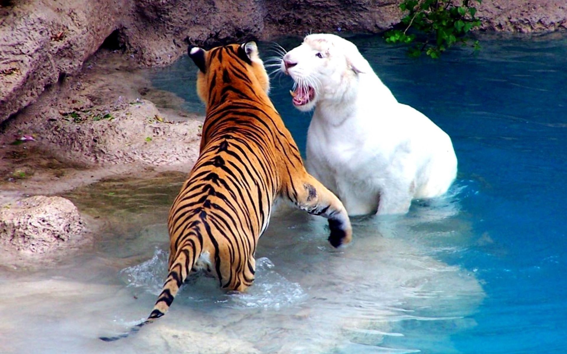 128349 завантажити картинку тварини, вода, річка, тигри, бійка, боротися - шпалери і заставки безкоштовно