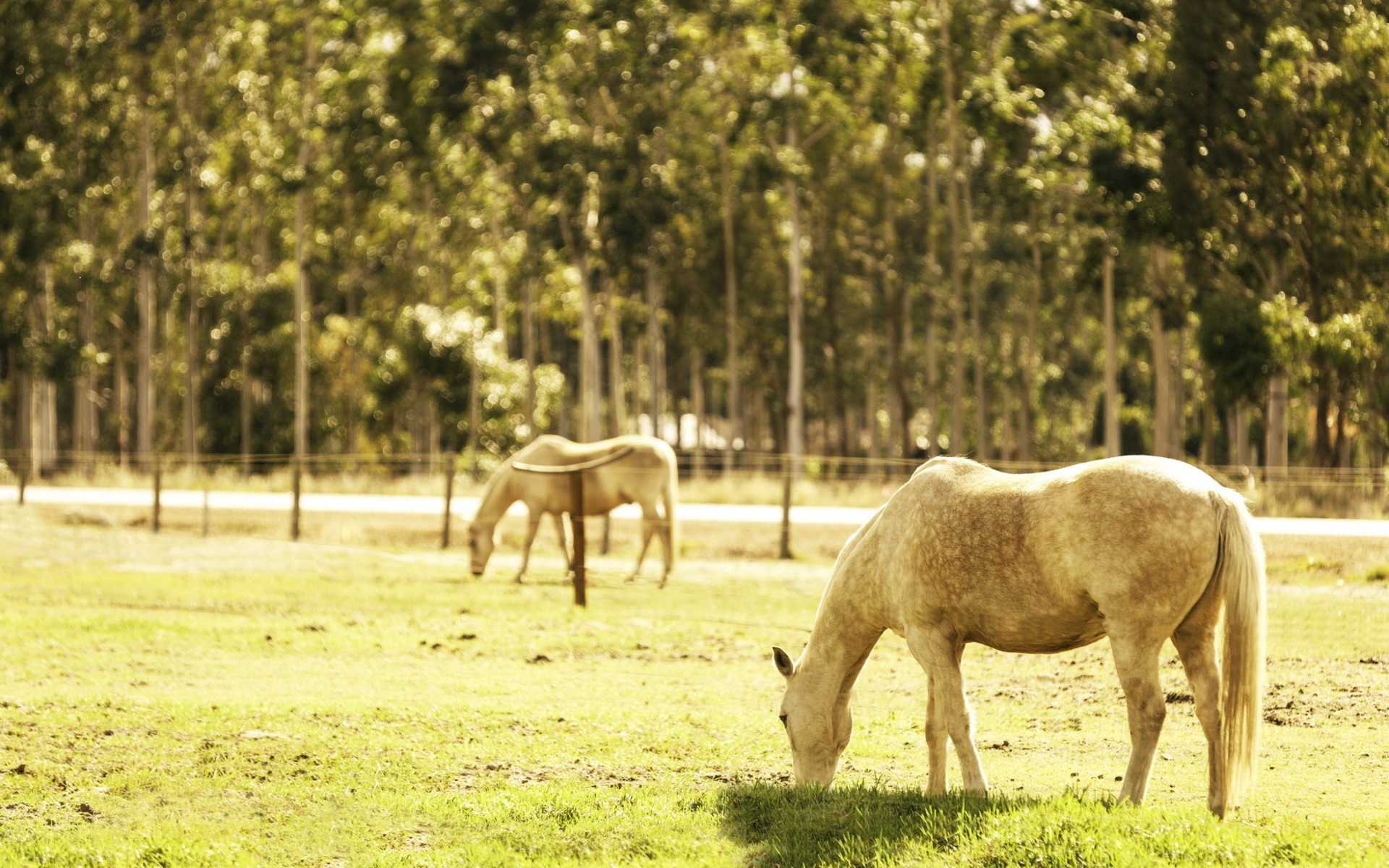 Download mobile wallpaper Animal, Horse for free.