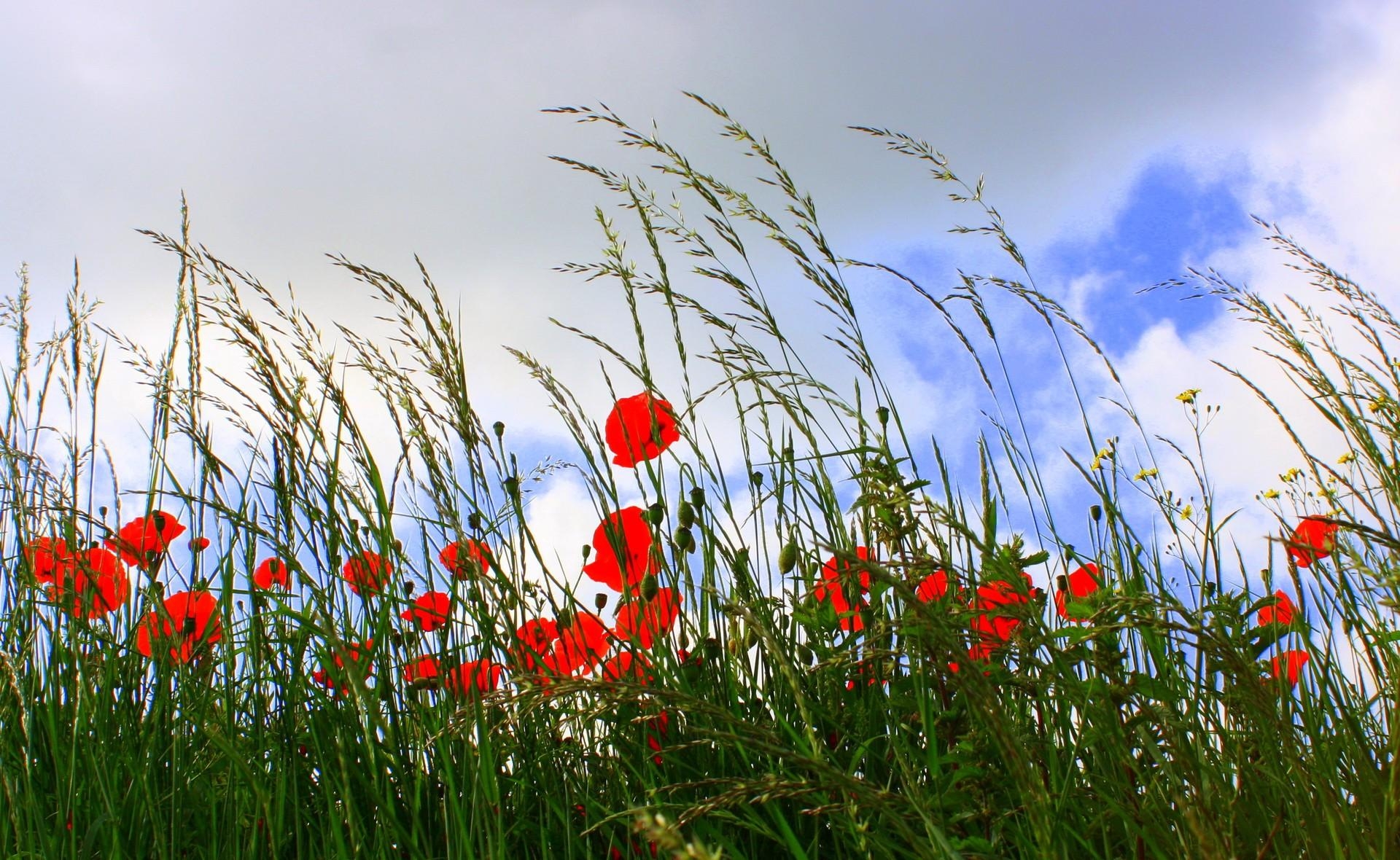 Download mobile wallpaper Ears, Spikes, Polyana, Flowers, Clouds, Glade, Sky, Summer, Poppies for free.