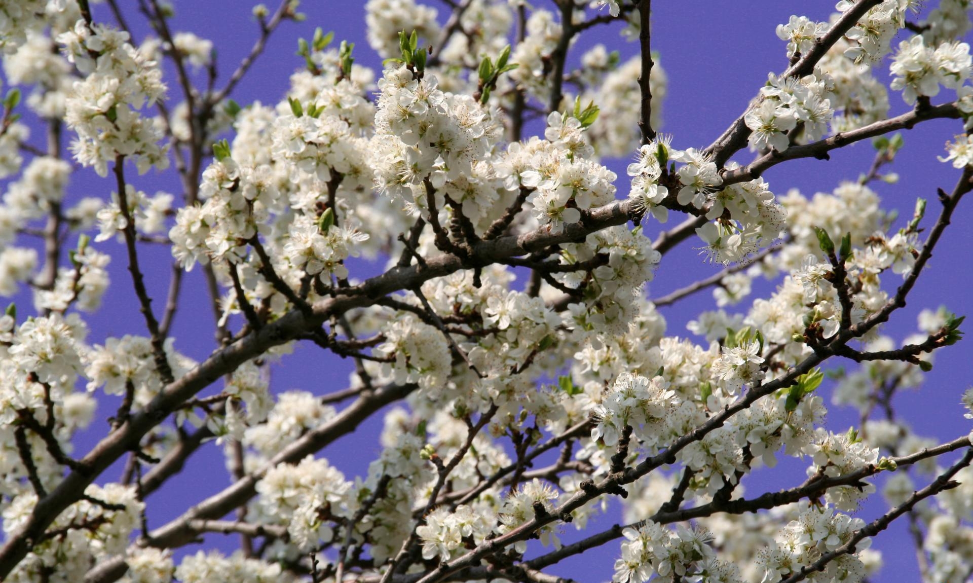 Descarga gratis la imagen Flores, Cielo, Noche, Sucursales, Ramas, Floración, Florecer, Primavera en el escritorio de tu PC