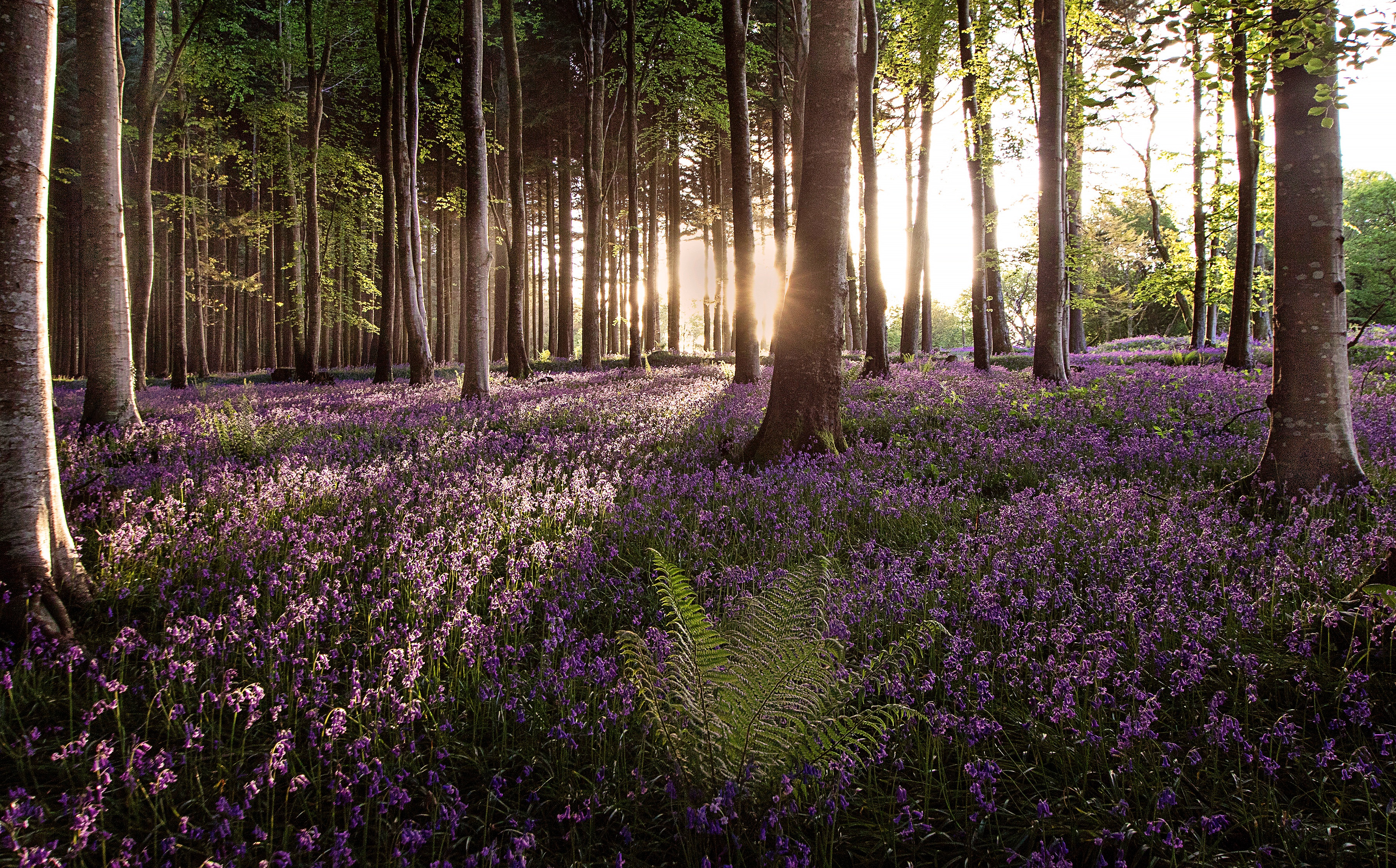Laden Sie das Natur, Blumen, Blume, Wald, Erde/natur-Bild kostenlos auf Ihren PC-Desktop herunter