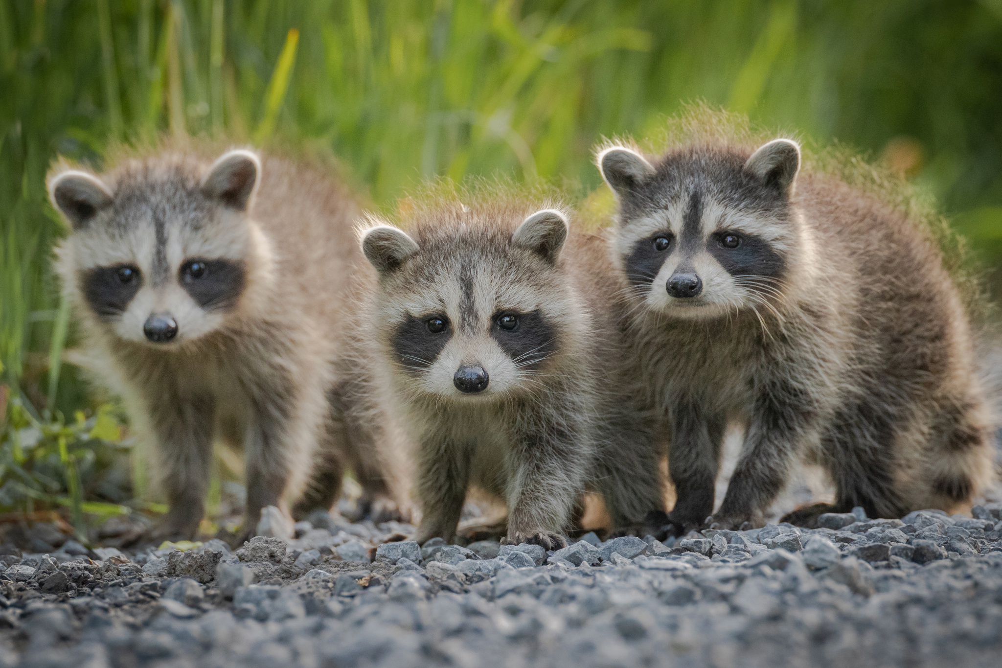 Laden Sie das Tiere, Waschbär-Bild kostenlos auf Ihren PC-Desktop herunter