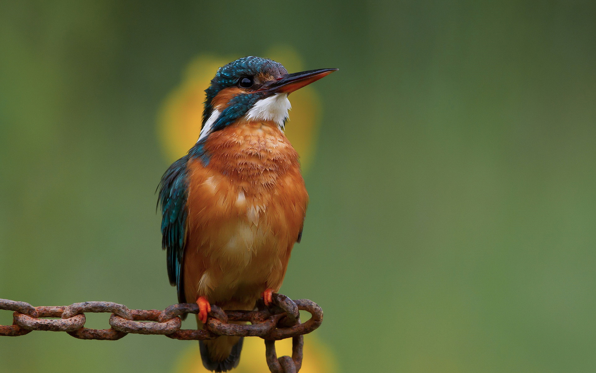 Free download wallpaper Birds, Animal, Kingfisher on your PC desktop