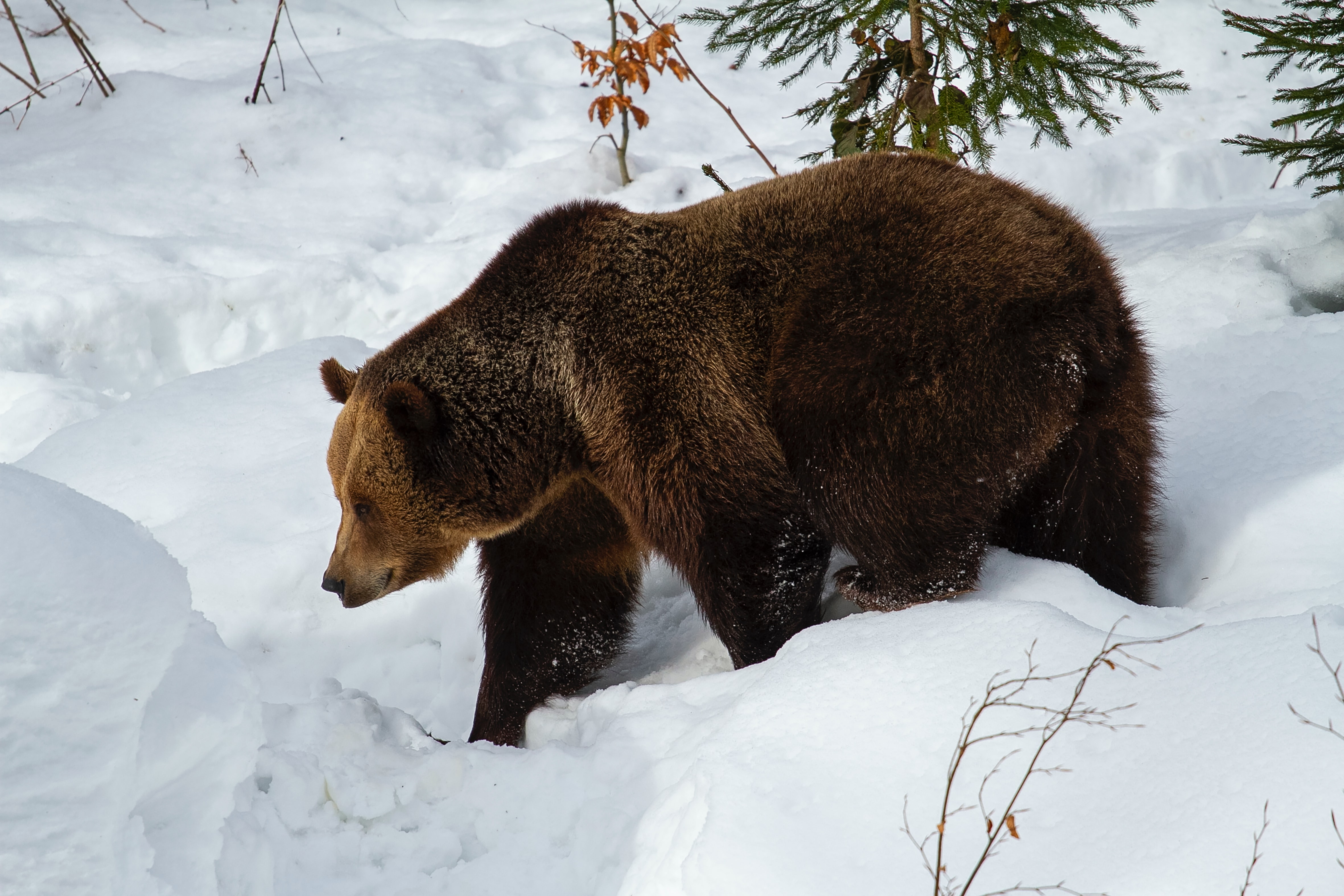 Download mobile wallpaper Brown Bear, Animals, Muzzle, Snow, Predator, Bear for free.