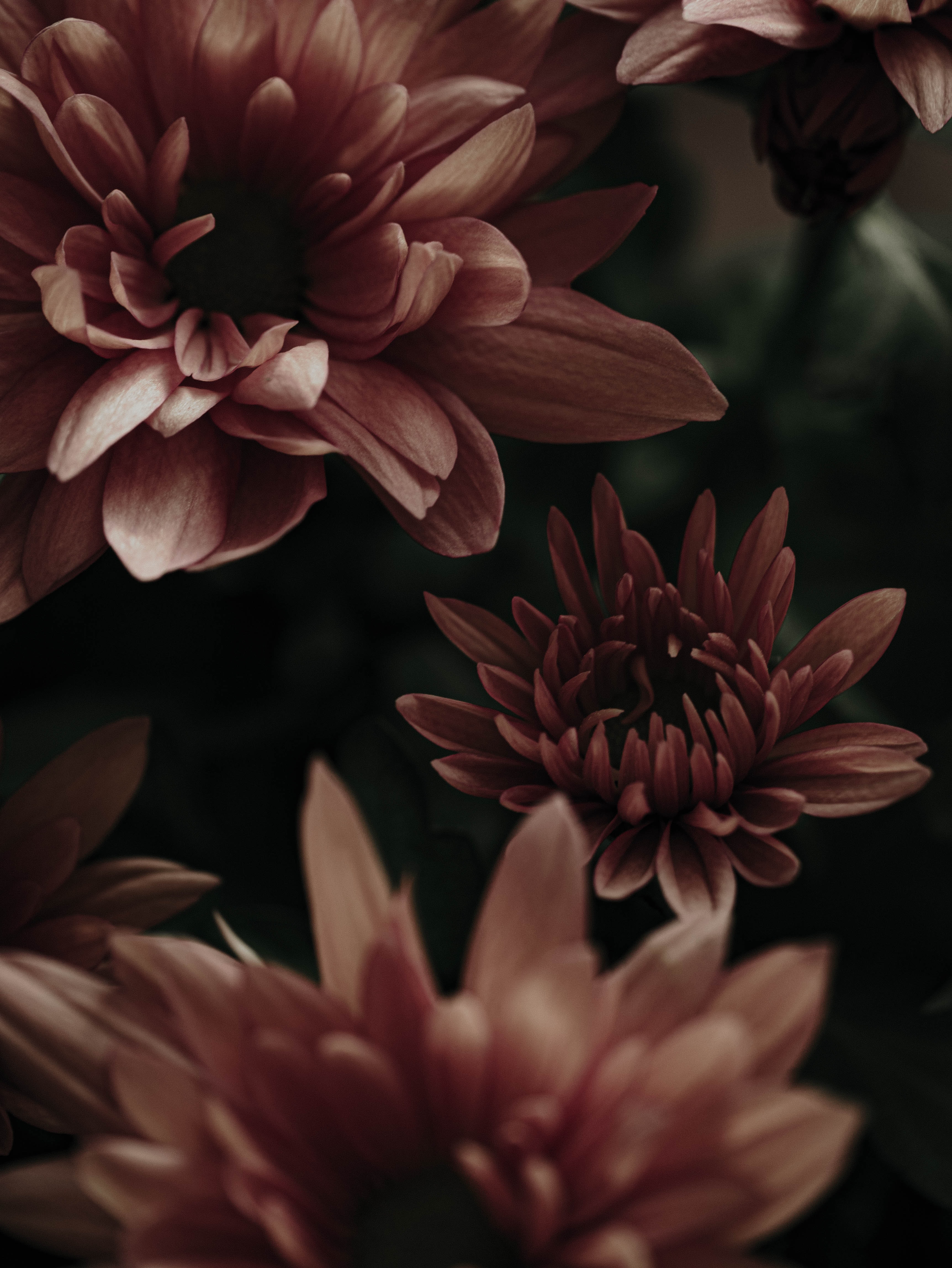Free download wallpaper Flowers, Pink, Plant, Macro, Flowering, Bloom on your PC desktop