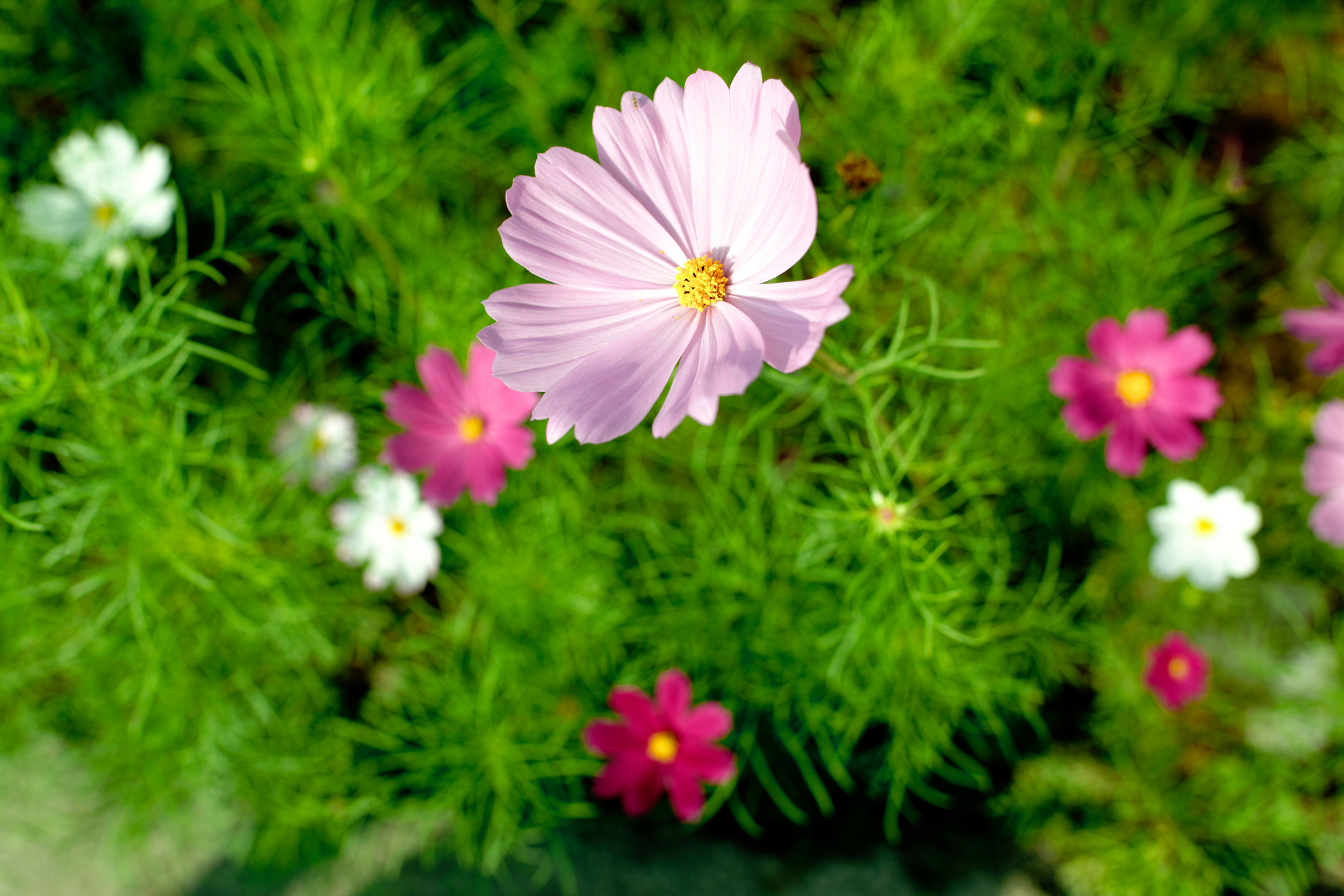 Téléchargez gratuitement l'image Fleurs, Fleur, Terre/nature sur le bureau de votre PC