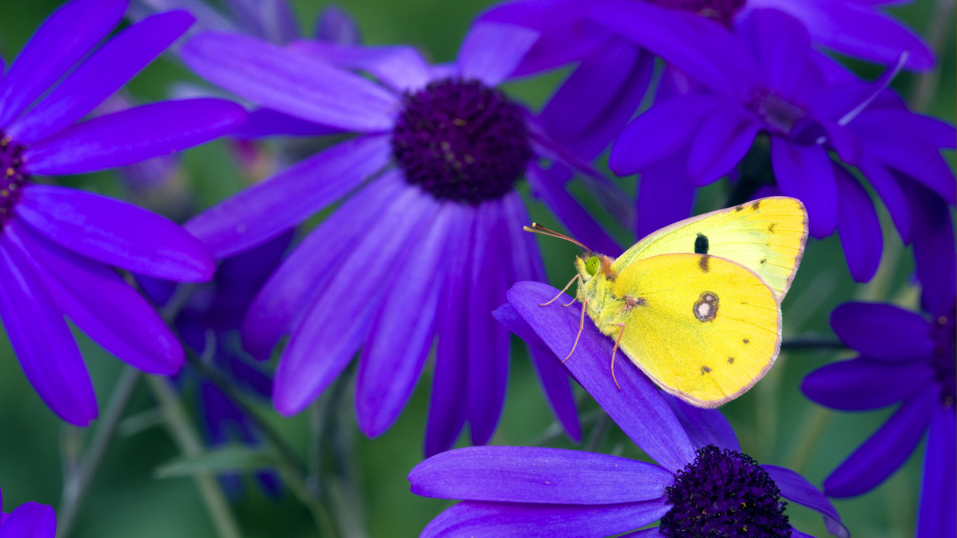 Free download wallpaper Butterfly, Animal on your PC desktop