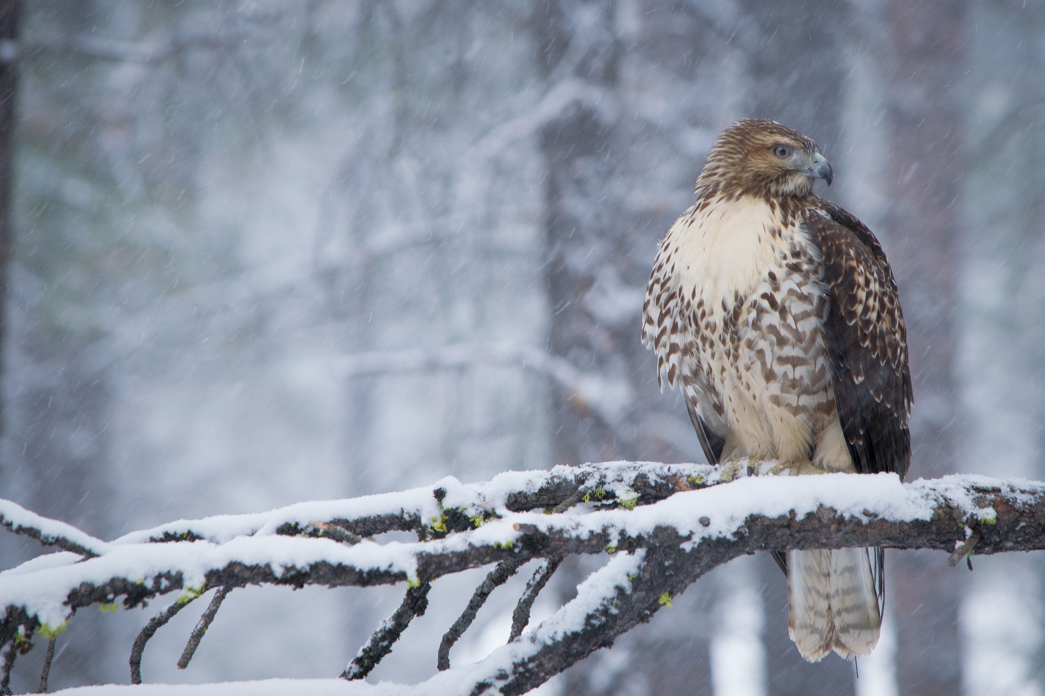 Free download wallpaper Winter, Birds, Bird, Animal, Hawk, Snowfall, Bird Of Prey on your PC desktop