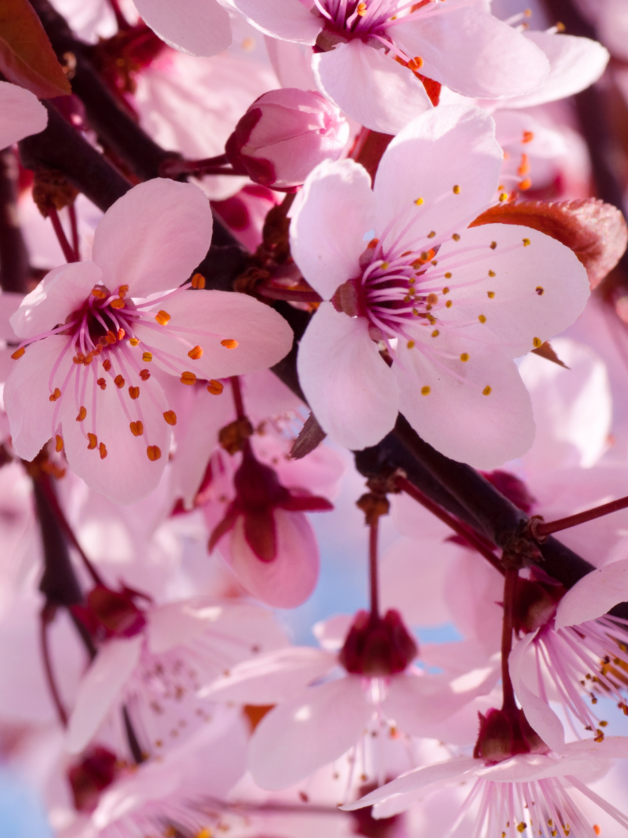 Laden Sie das Blumen, Blume, Ast, Zweig, Nahansicht, Blüte, Kirschblüte, Erde/natur, Pinke Blume-Bild kostenlos auf Ihren PC-Desktop herunter