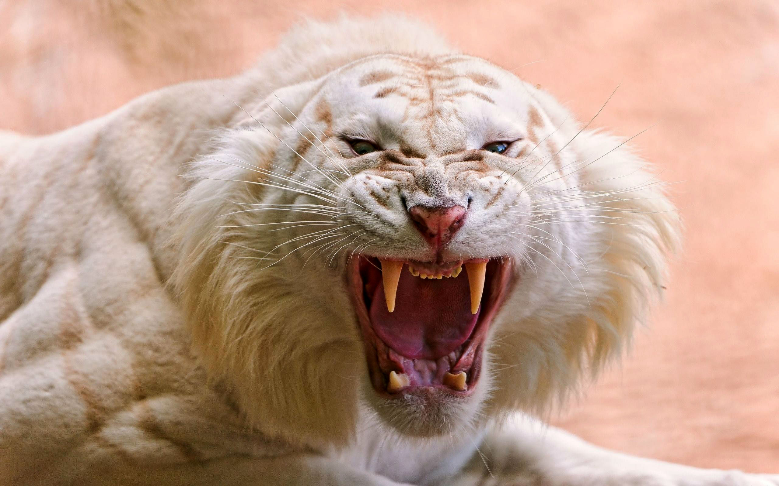 PCデスクトップに動物, 虎, ホワイトタイガー画像を無料でダウンロード