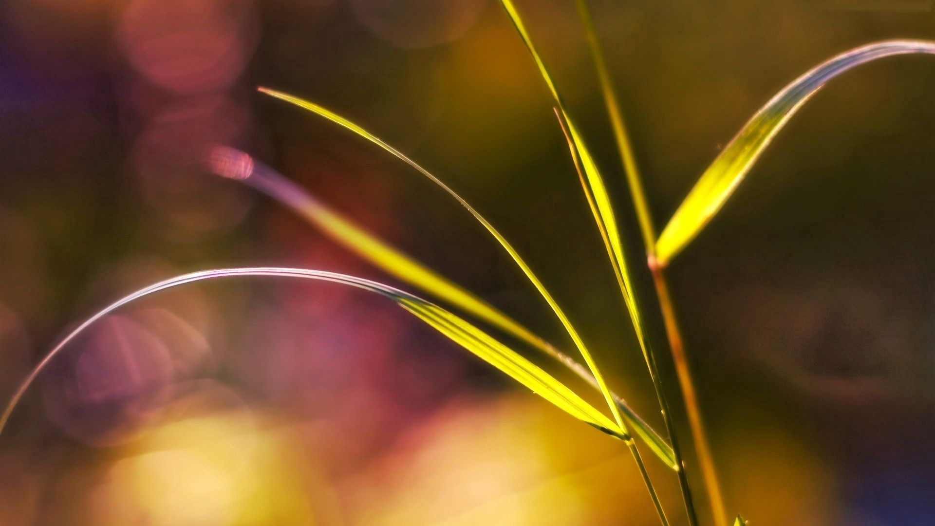 Free download wallpaper Grass, Plant, Macro, Glare, Stains, Spots, Background on your PC desktop