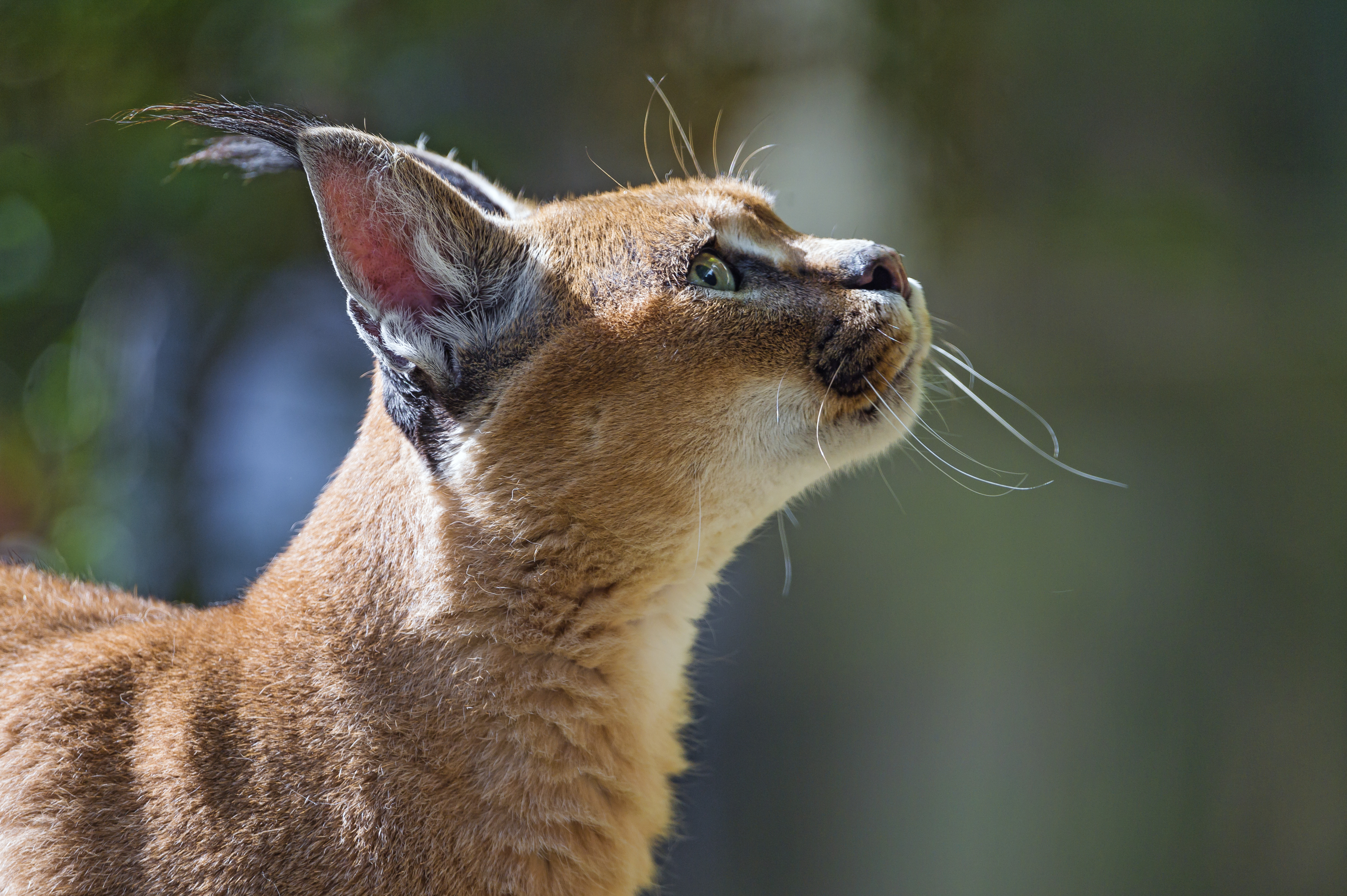 Handy-Wallpaper Tiere, Katzen, Verwischen, Luchs kostenlos herunterladen.