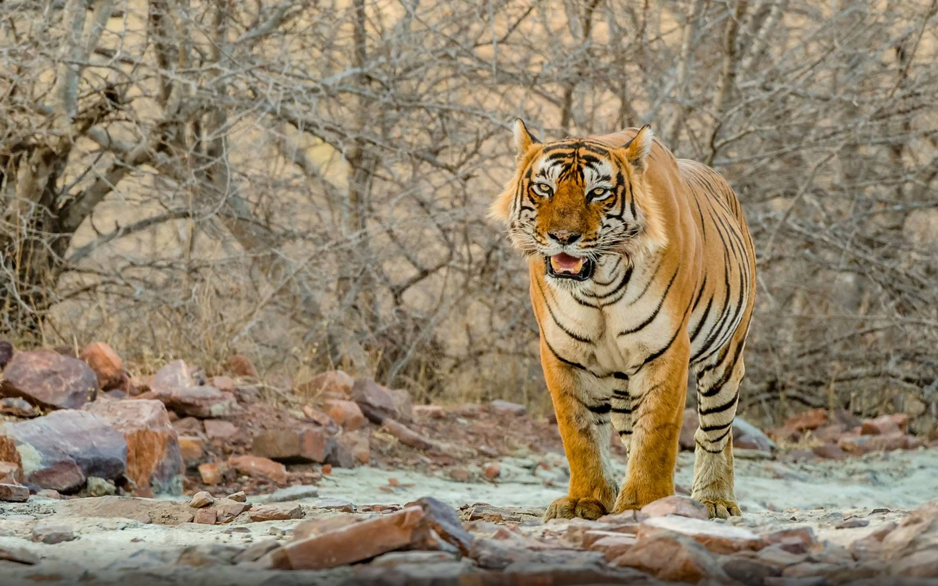 Téléchargez gratuitement l'image Animaux, Chats, Tigre sur le bureau de votre PC