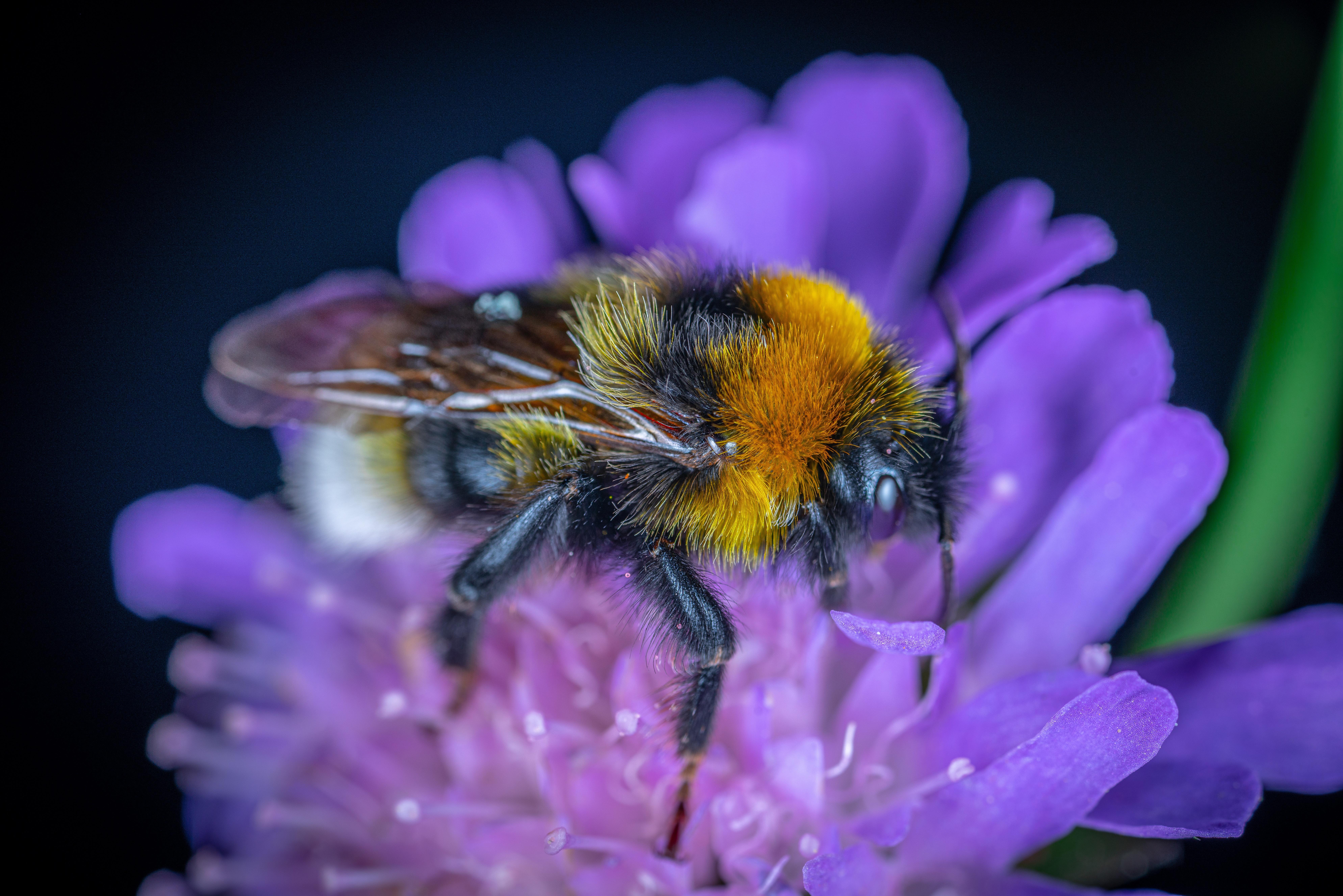 1533850 télécharger l'image animaux, bourdon, abeille, fleur, insecte, macro - fonds d'écran et économiseurs d'écran gratuits
