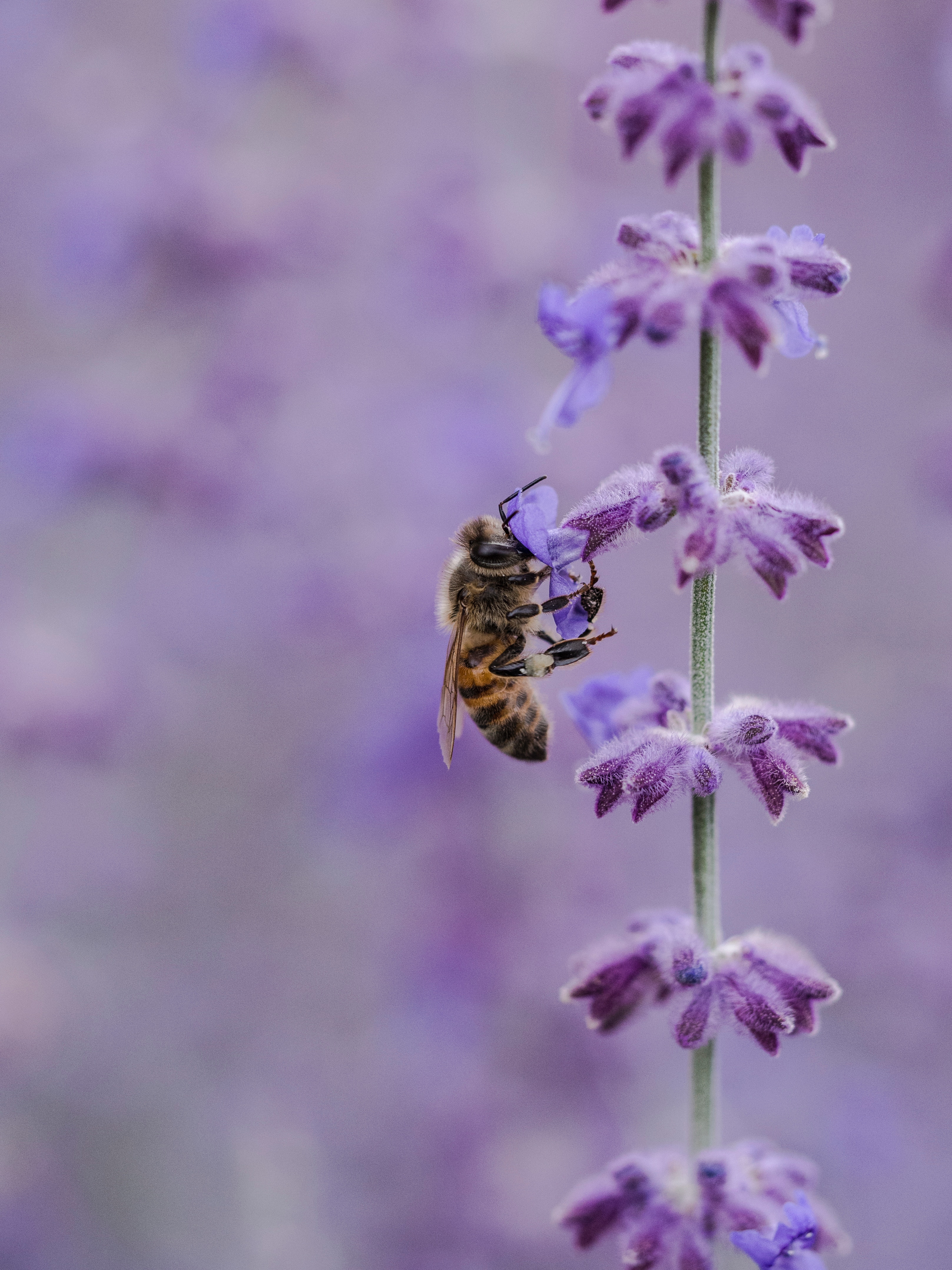 77158 скачать обои пчела, макро, сиреневый, цветок, опыление, насекомое - заставки и картинки бесплатно