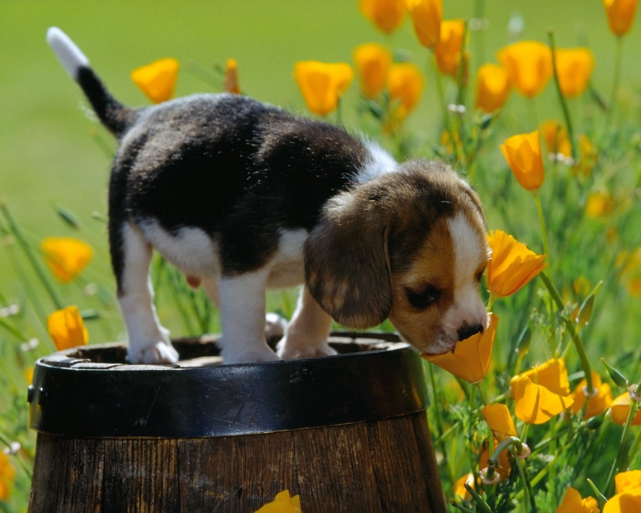 Download mobile wallpaper Animal, Beagle for free.