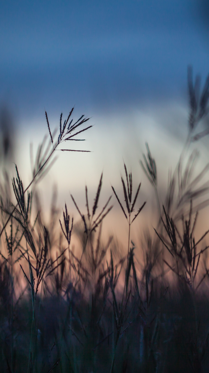 Handy-Wallpaper Gras, Erde/natur kostenlos herunterladen.