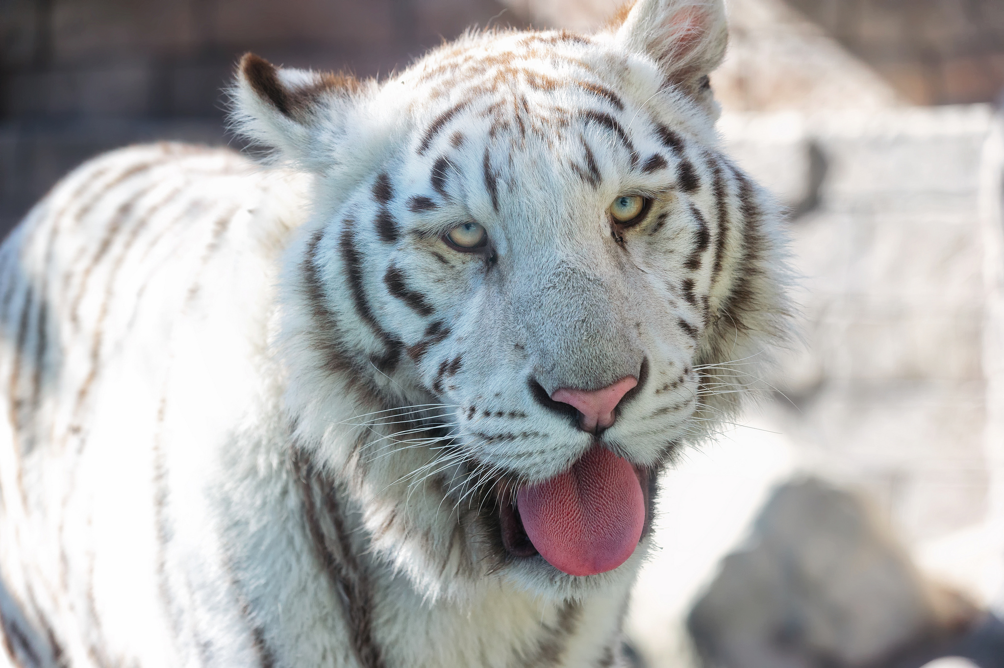 Handy-Wallpaper Tiere, Katzen, Weißer Tiger kostenlos herunterladen.