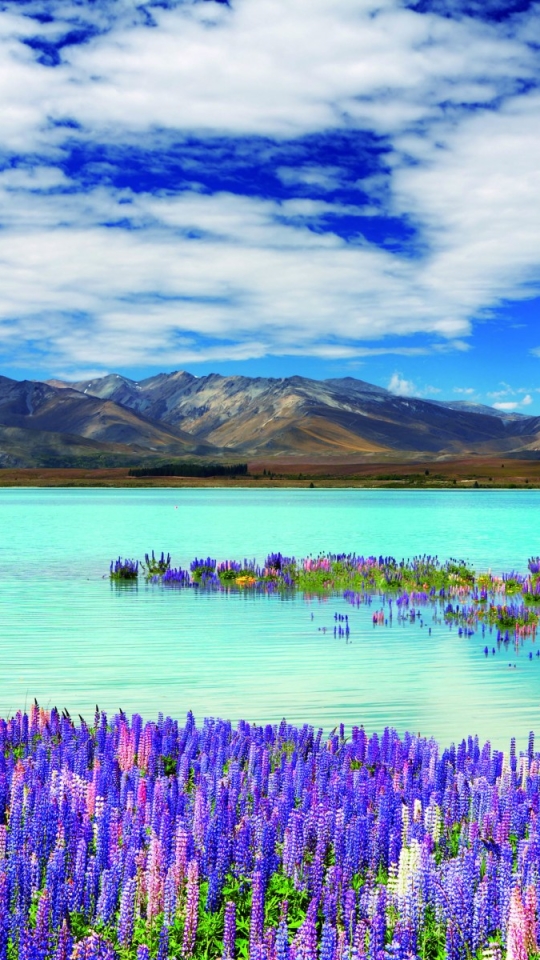 無料モバイル壁紙湖, 山, 花, ニュージーランド, 地球, 色, ルパン, ピンクの花, 紫色の花, テカポ湖をダウンロードします。
