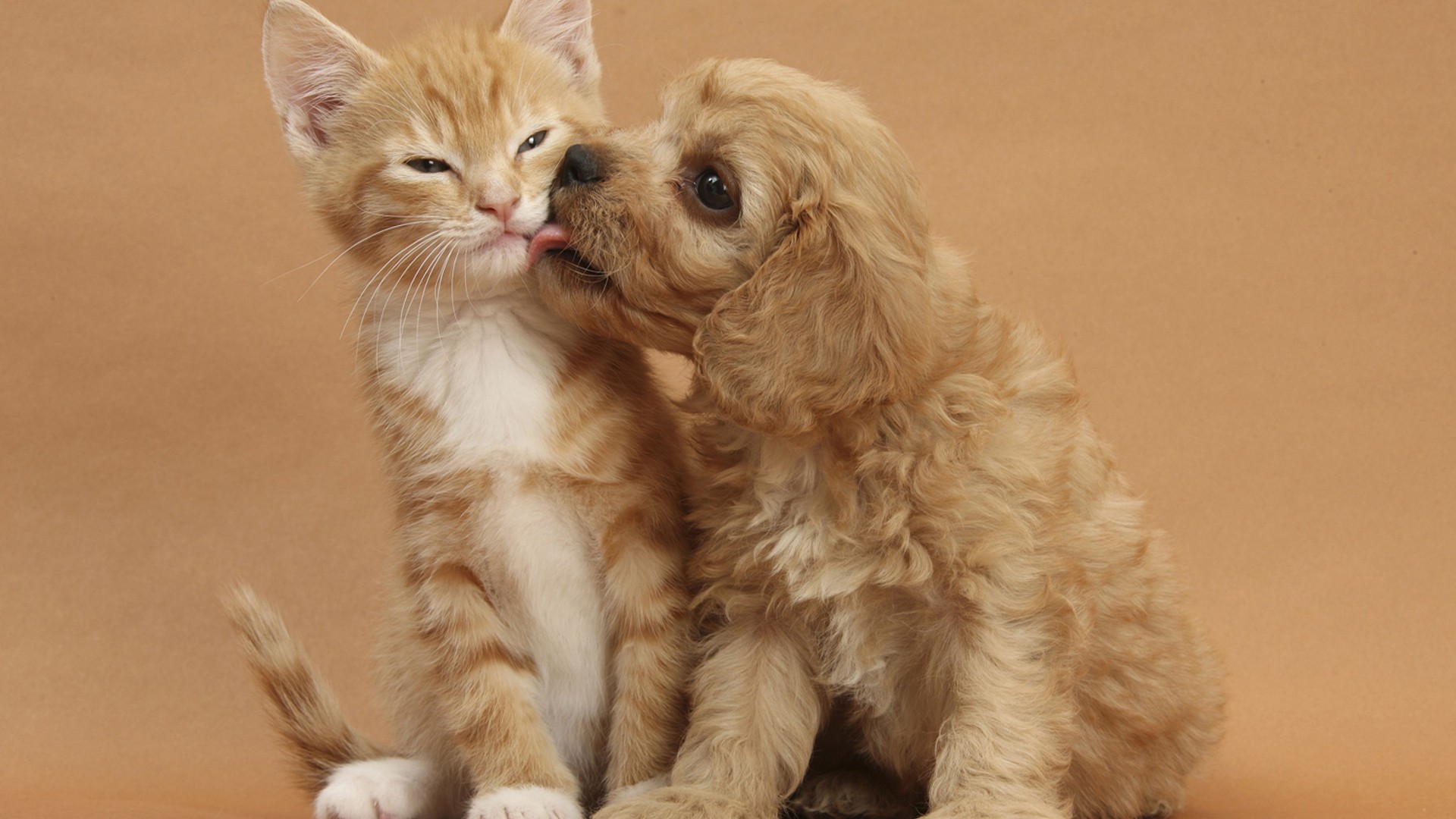 Baixe gratuitamente a imagem Animais, Gatos, Cães na área de trabalho do seu PC