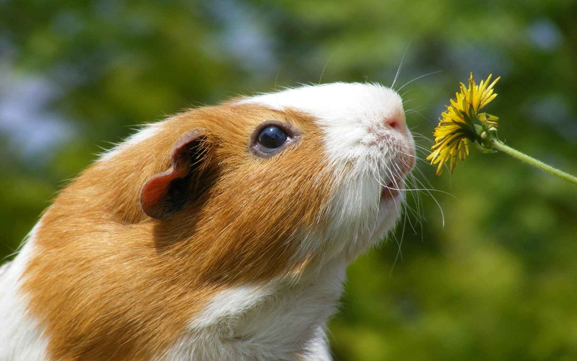 animal, guinea pig