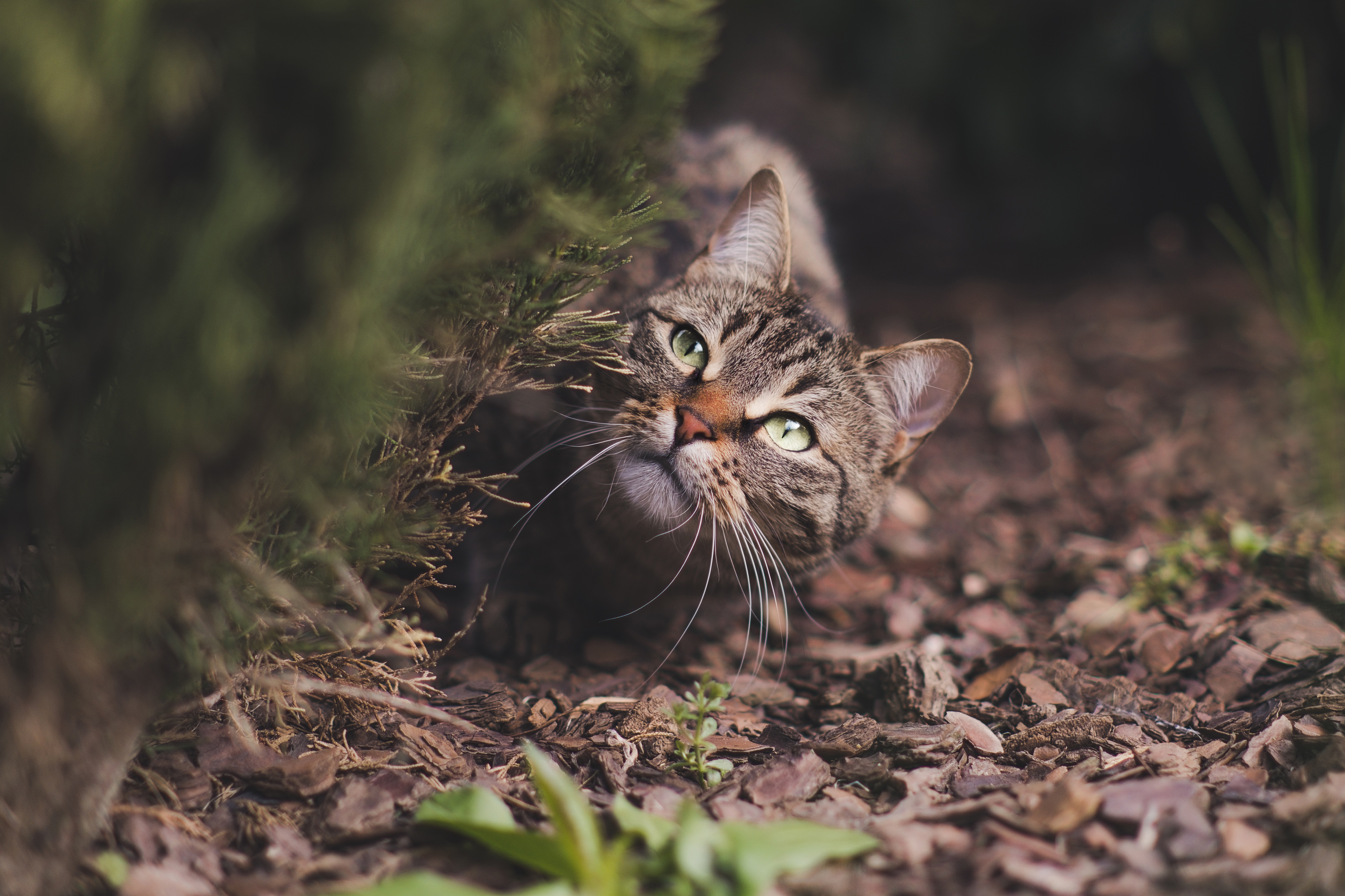 Baixe gratuitamente a imagem Gato, Gatos, Animais na área de trabalho do seu PC