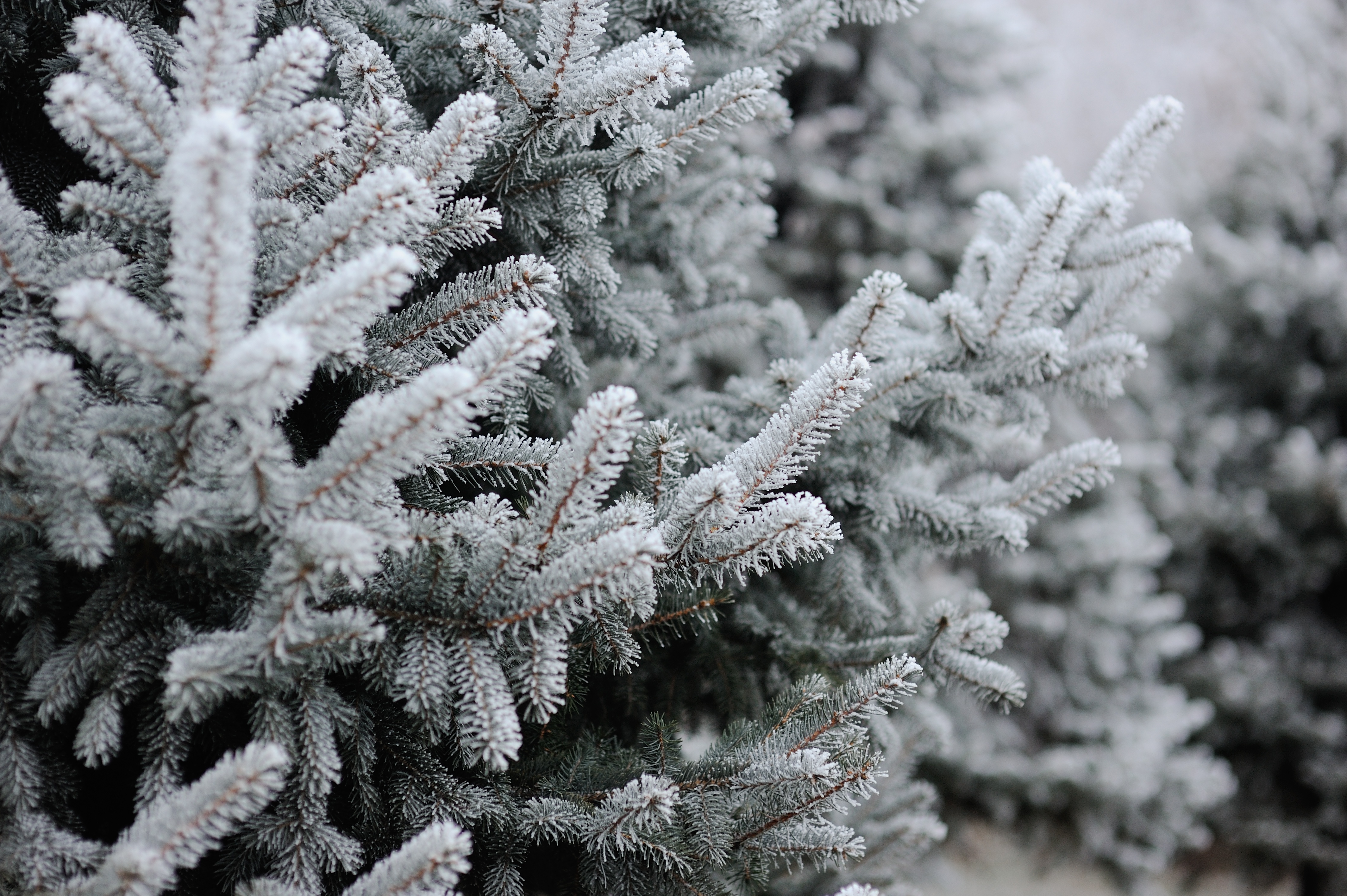Download mobile wallpaper Winter, Earth, Spruce, Frost, Fir Tree for free.