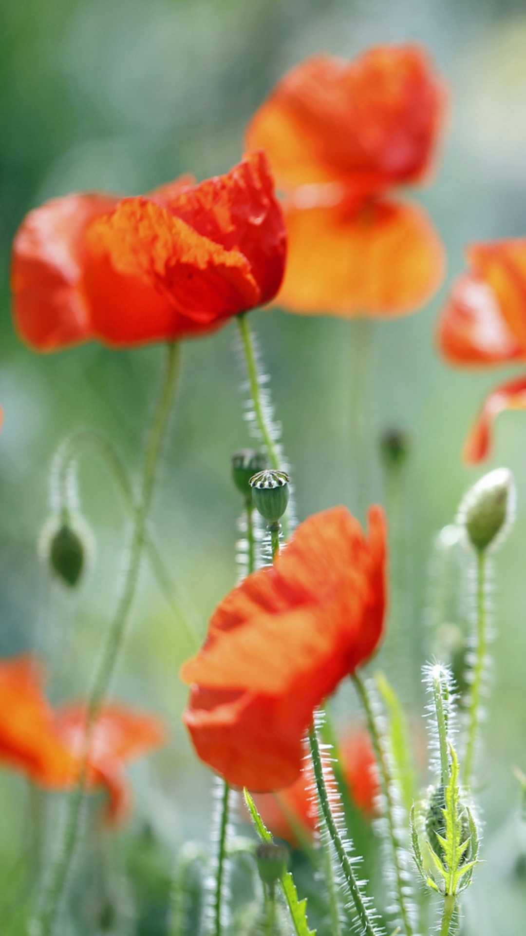 Download mobile wallpaper Poppy, Flowers, Earth for free.