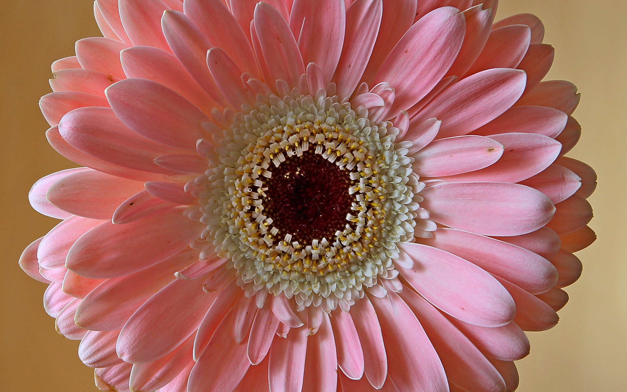 Descarga gratis la imagen Flores, Gerberas, Flor, Flor Rosa, Tierra/naturaleza en el escritorio de tu PC