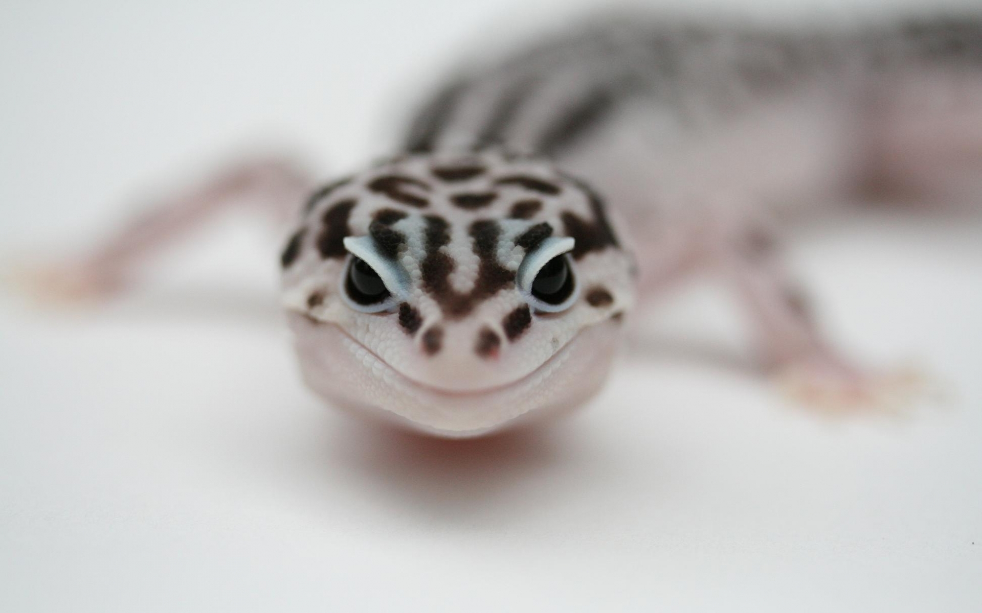 Die besten Leopardgecko-Hintergründe für den Telefonbildschirm