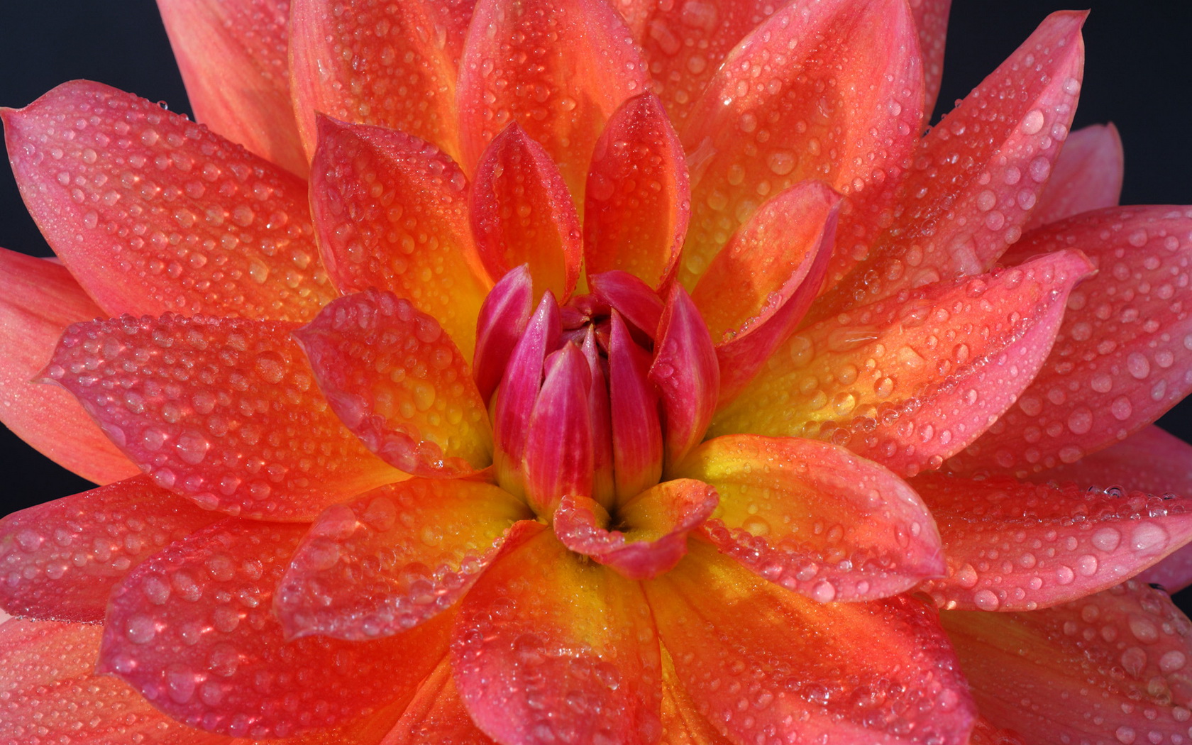 Baixe gratuitamente a imagem Flores, Flor, Terra/natureza na área de trabalho do seu PC