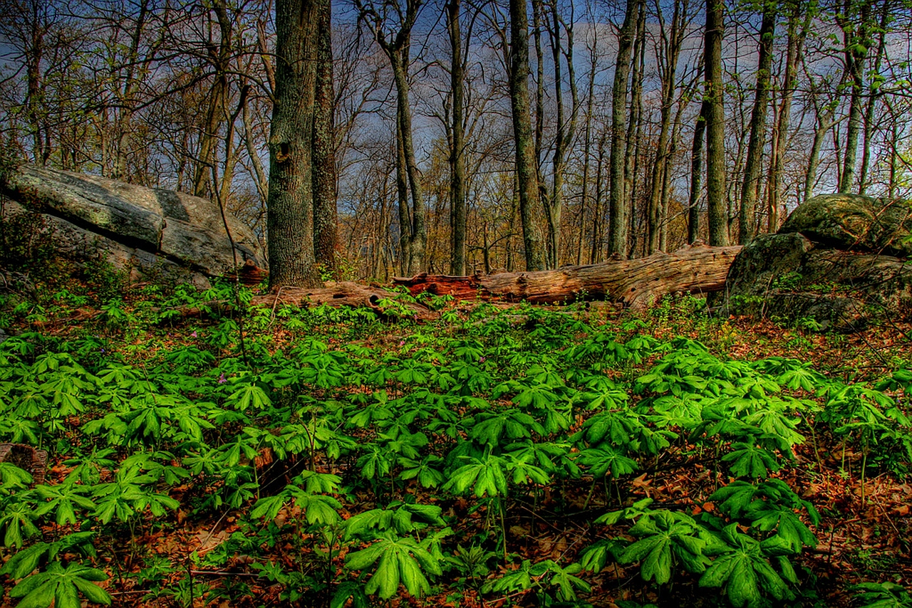 Free download wallpaper Forest, Earth on your PC desktop