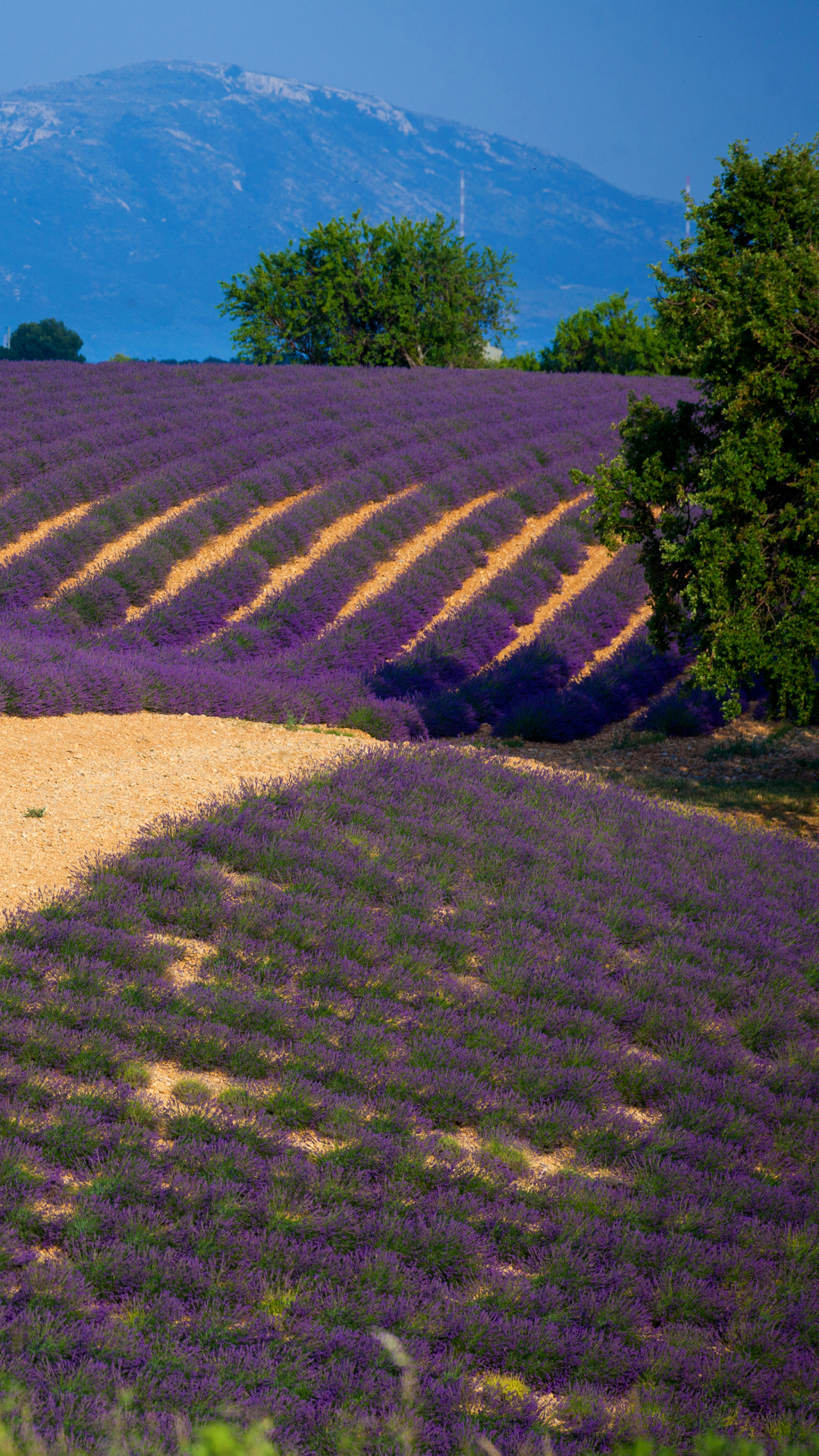 Download mobile wallpaper Landscape, Nature, Flowers, Flower, Earth, Field, Lavender, Purple Flower for free.