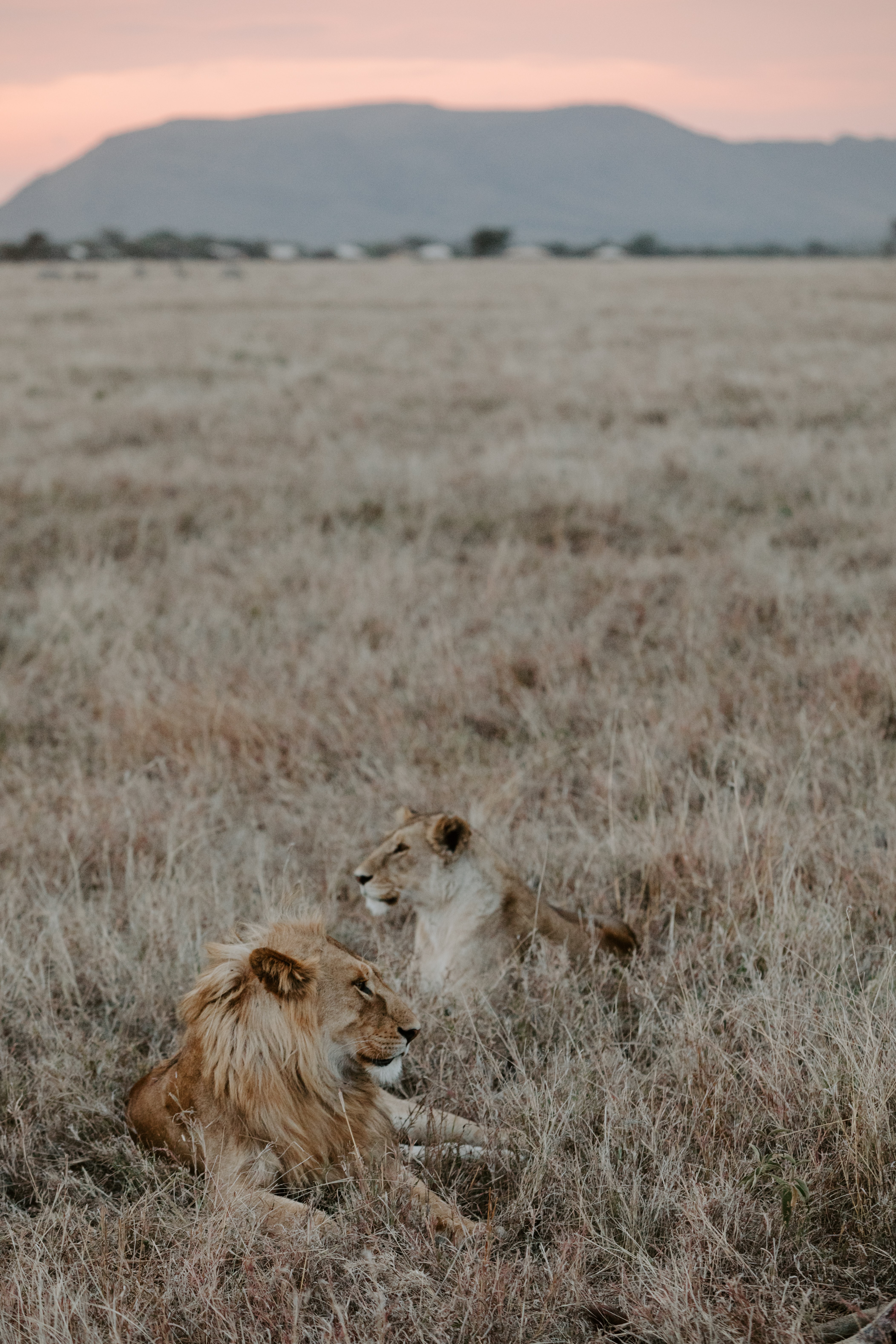 Download mobile wallpaper Lion, Lioness, Grass, Mountains, Animals for free.
