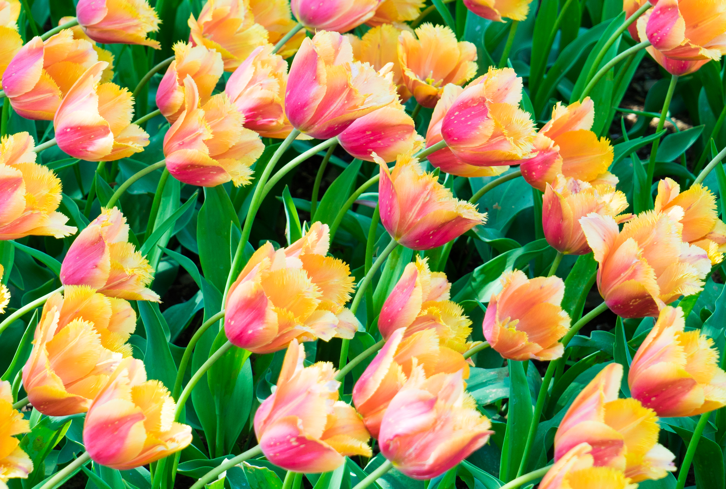 tulips, plants, flowers, leaves phone wallpaper
