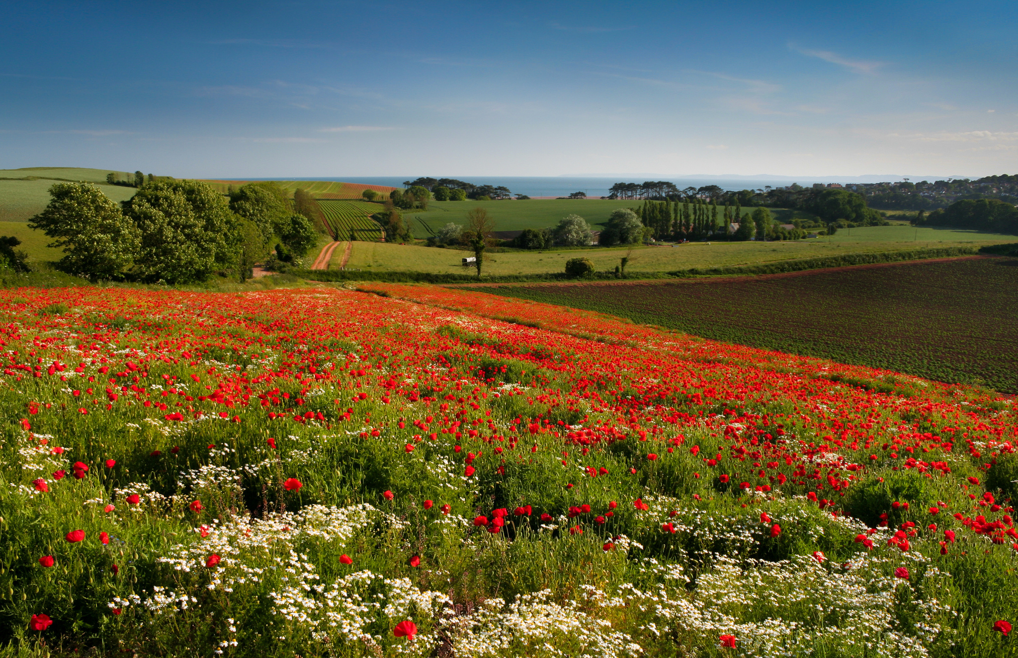 Download mobile wallpaper Flowers, Flower, Earth, Field, Chamomile, Poppy, England for free.