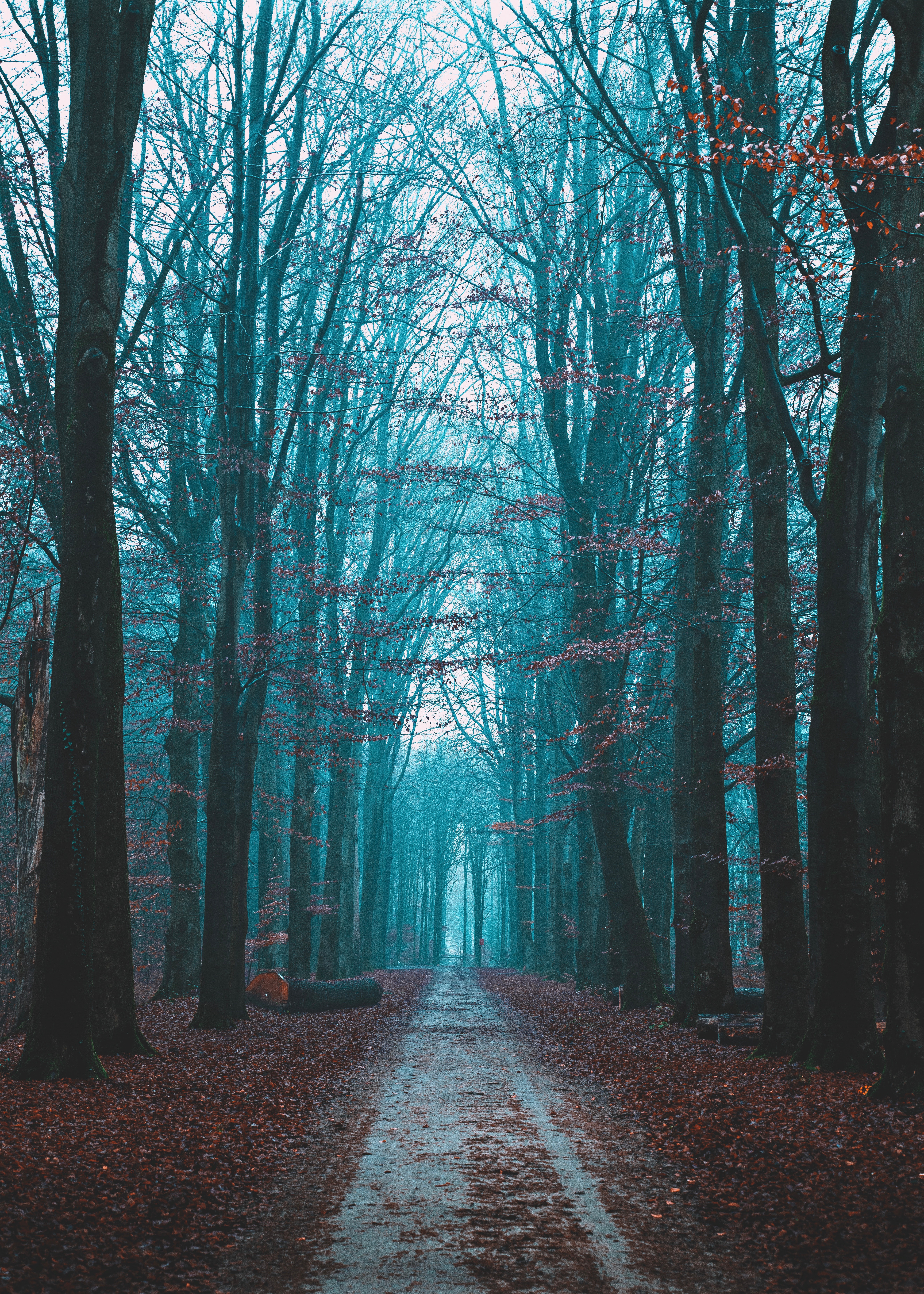 Download mobile wallpaper Forest, Fog, Road, Nature, Autumn for free.