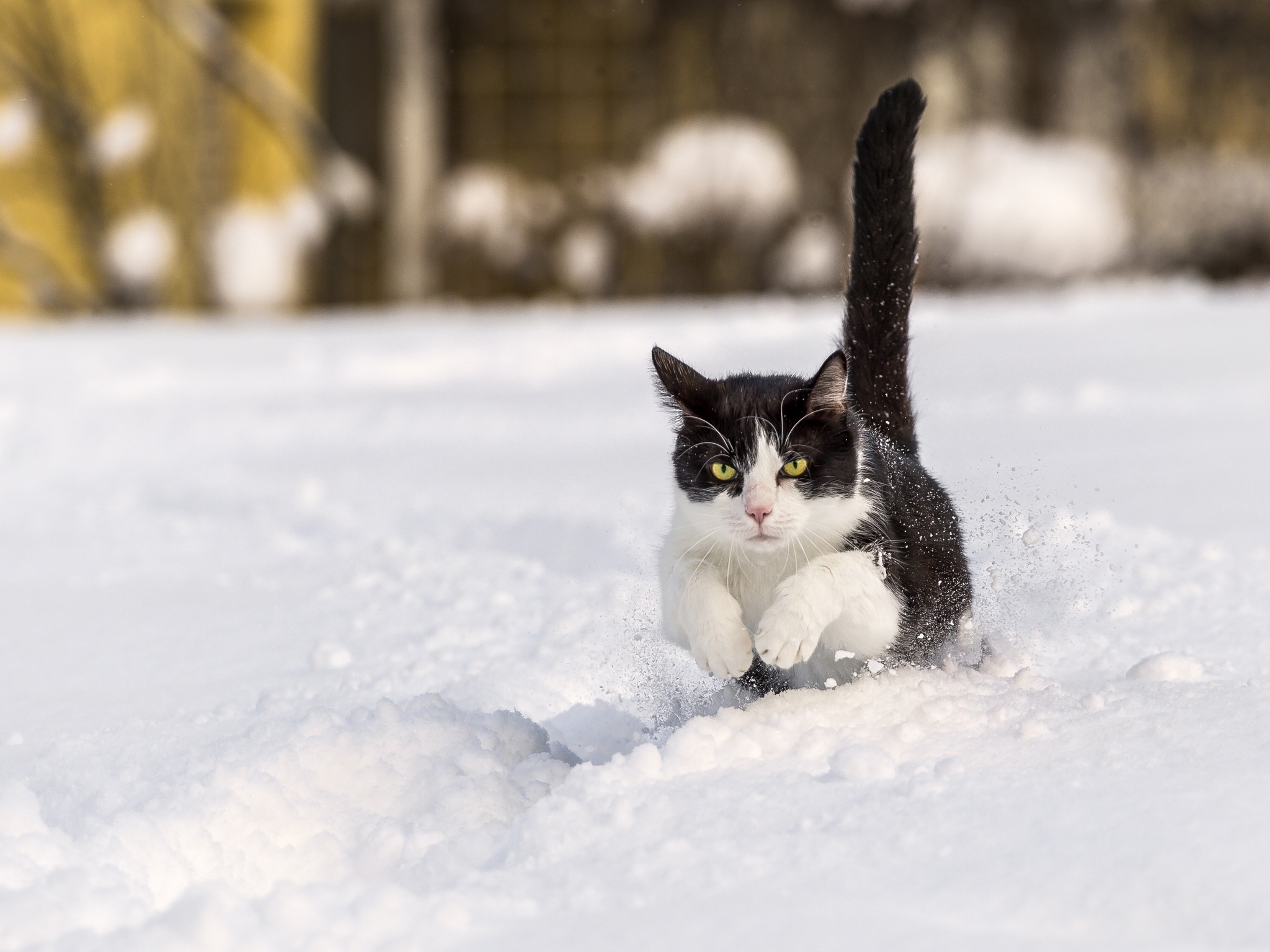 Download mobile wallpaper Bounce, Winter, Jump, Snow, Animals, Cat for free.