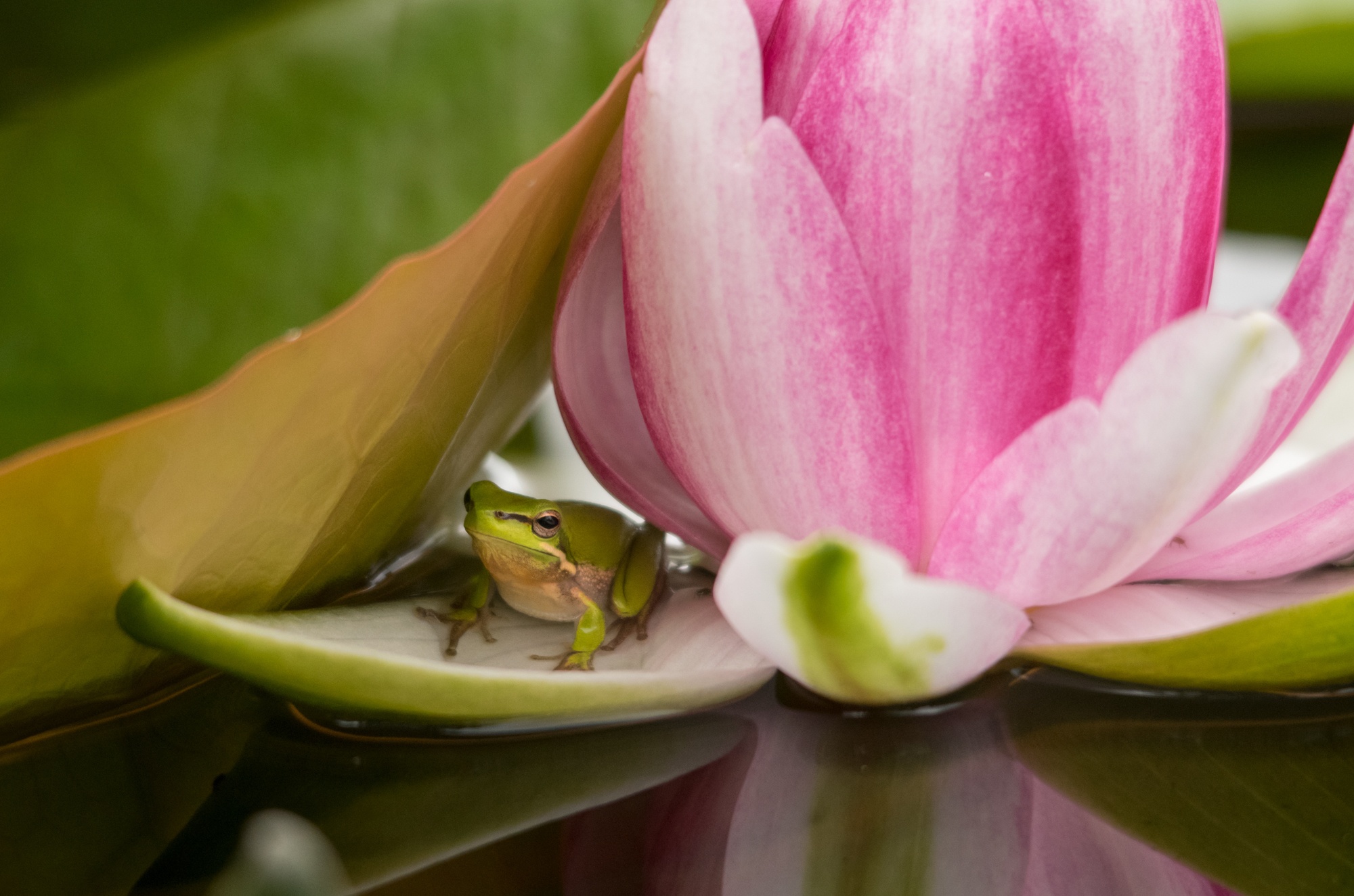 Free download wallpaper Frogs, Flower, Animal, Frog, Amphibian, Pink Flower on your PC desktop