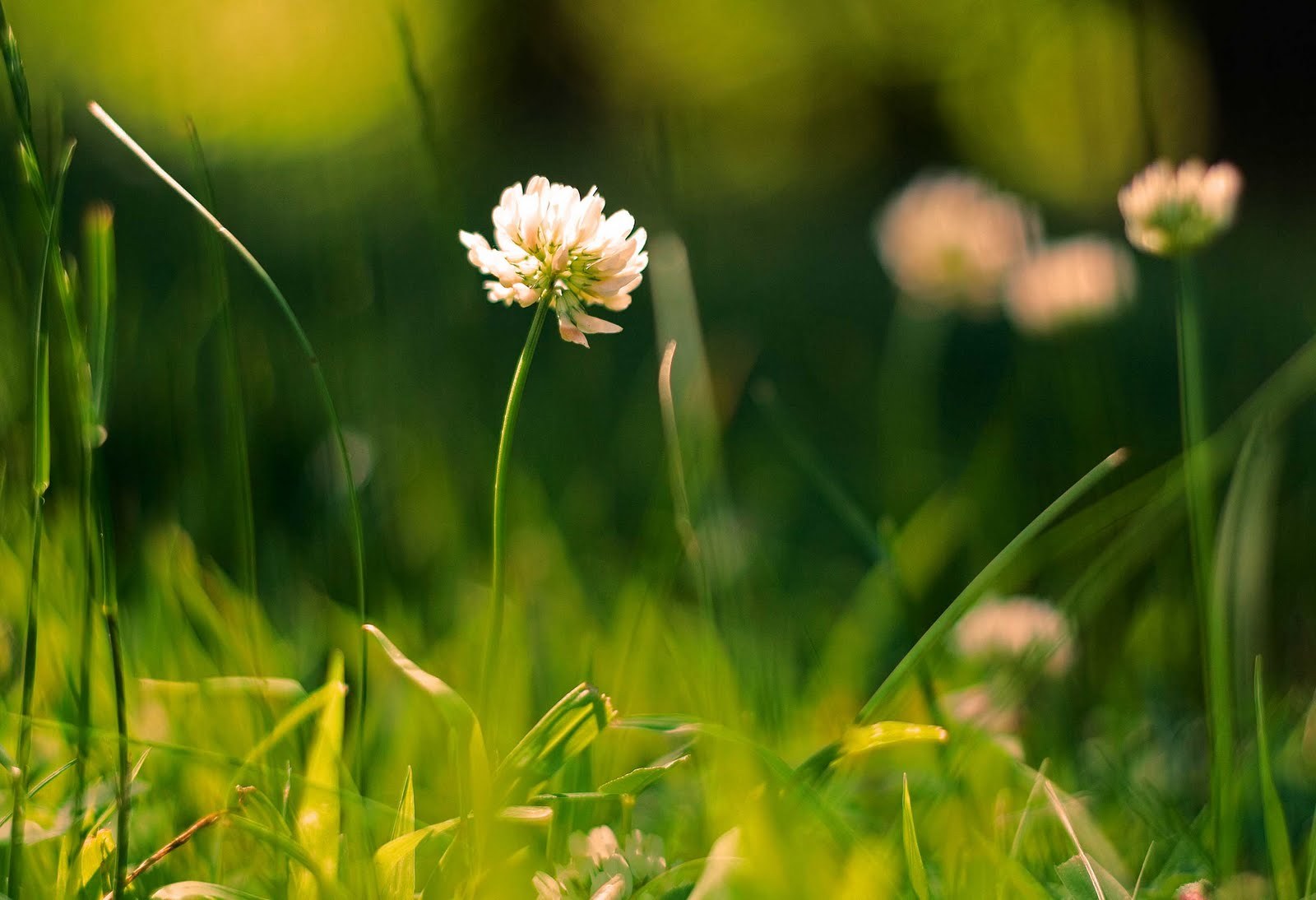 Laden Sie das Pflanzen, Blumen, Grass-Bild kostenlos auf Ihren PC-Desktop herunter