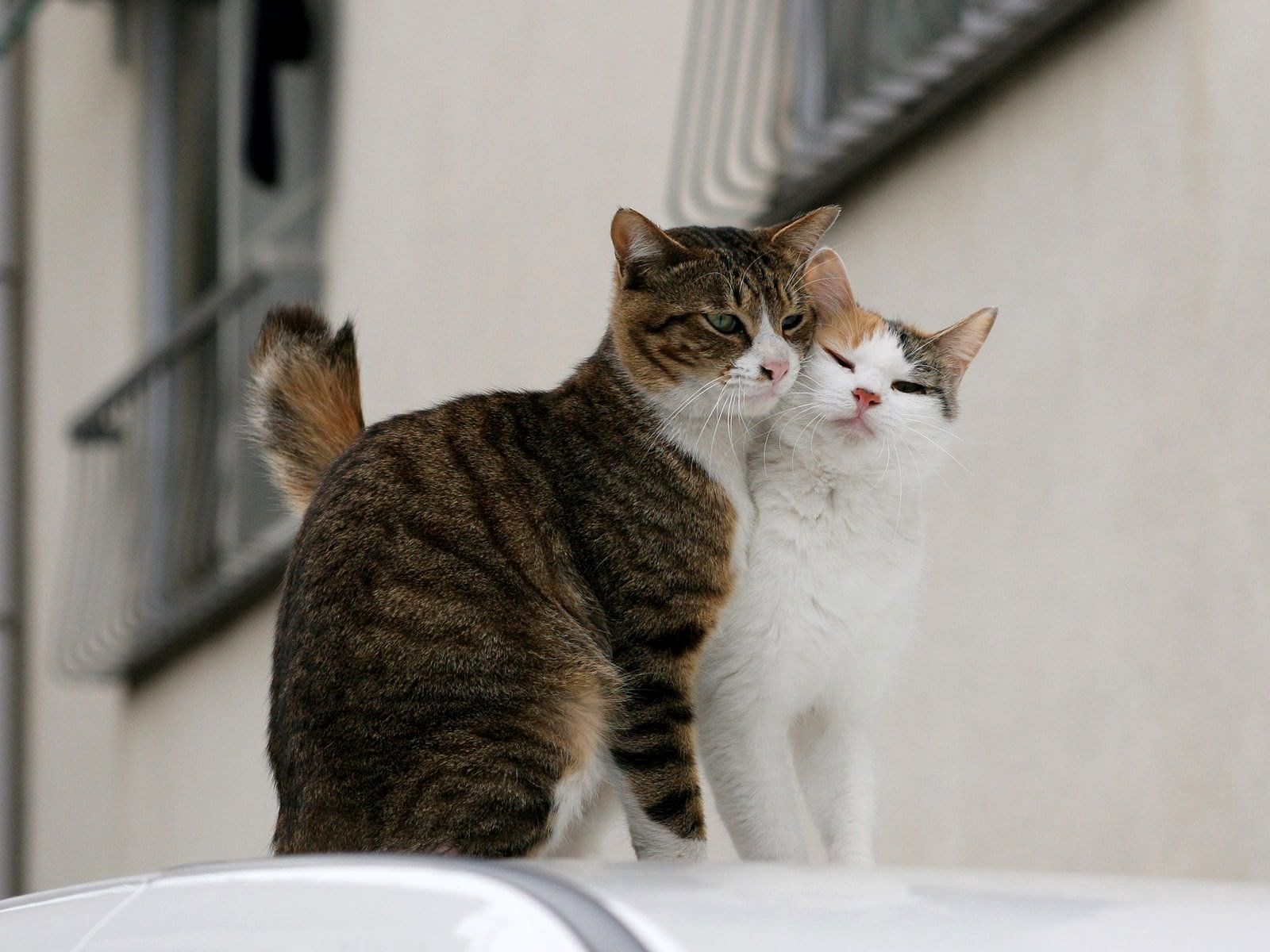 cats, animals, love, couple, pair, tenderness Panoramic Wallpaper