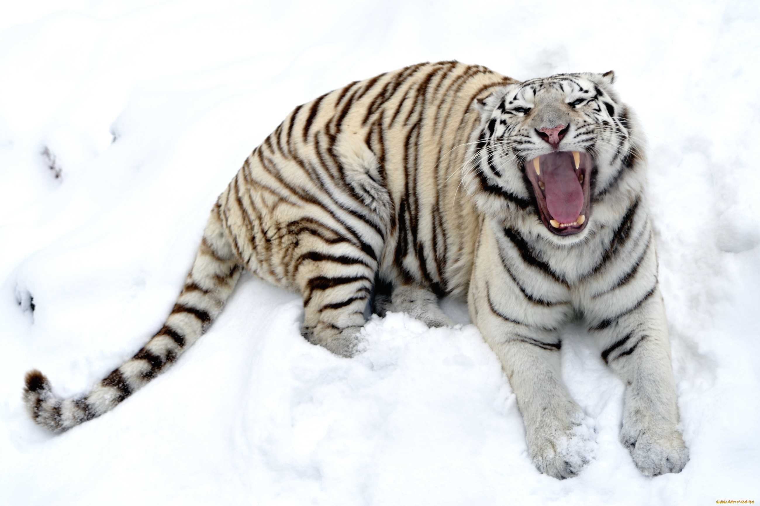 Завантажити шпалери безкоштовно Білий Тигр, Коти, Тварина картинка на робочий стіл ПК