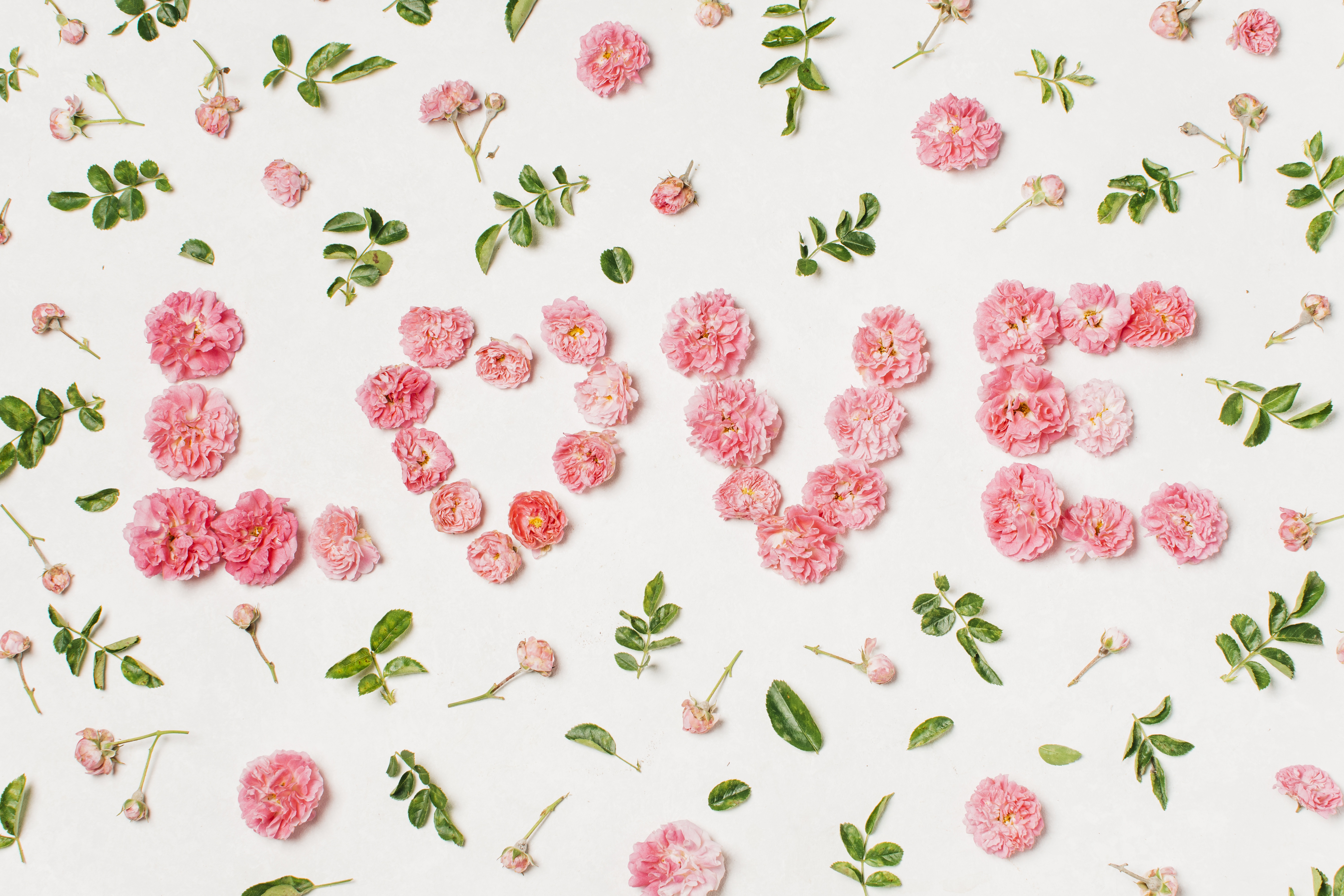 Free download wallpaper Love, Flower, Photography, Pink Flower on your PC desktop