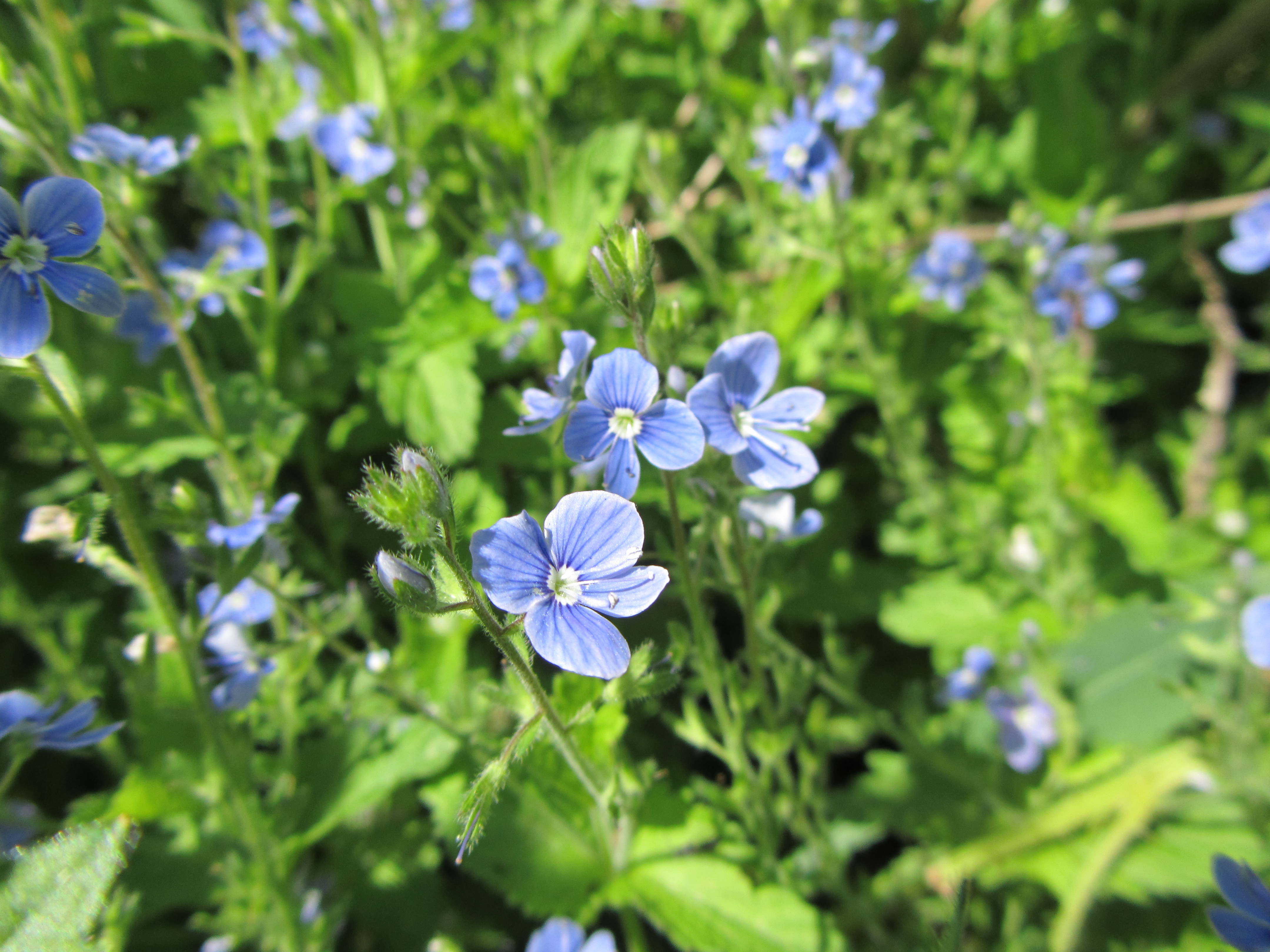 Téléchargez gratuitement l'image Fleurs, Fleur, Terre/nature sur le bureau de votre PC