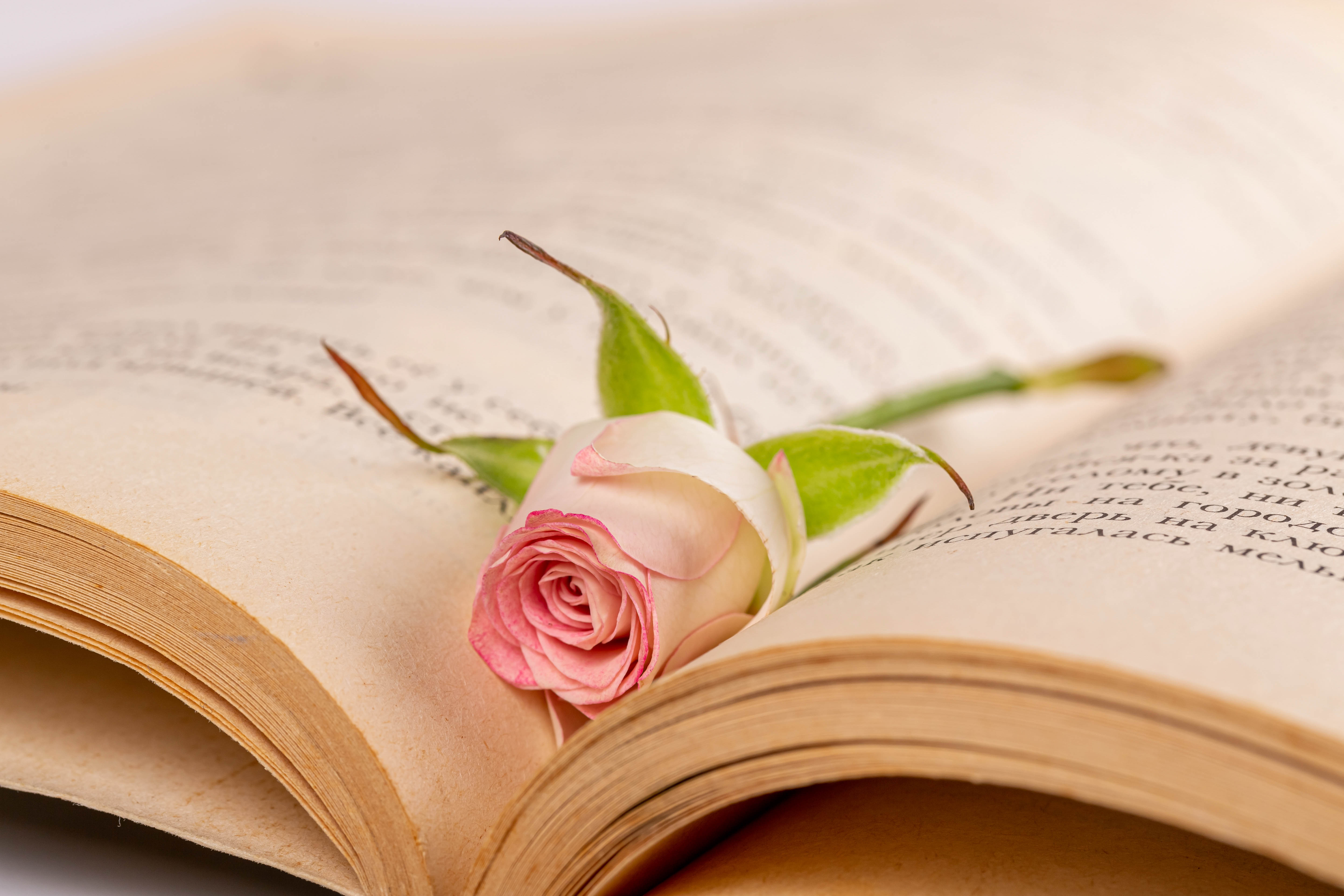 rose flower, flowers, flower, rose, petals, book