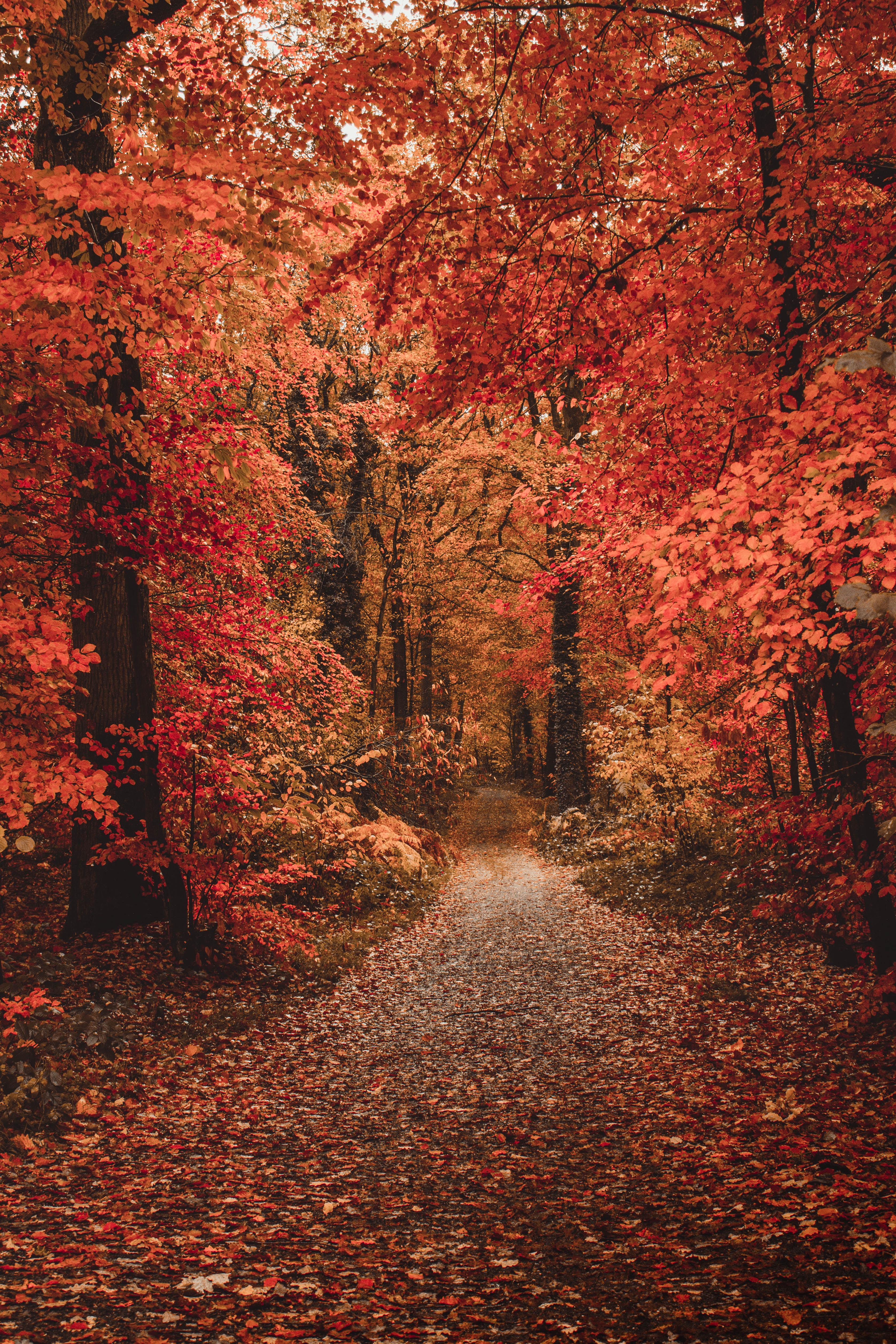 125662 скачать обои осенние краски, листва, осень, деревья, тропинка, природа, лес - заставки и картинки бесплатно