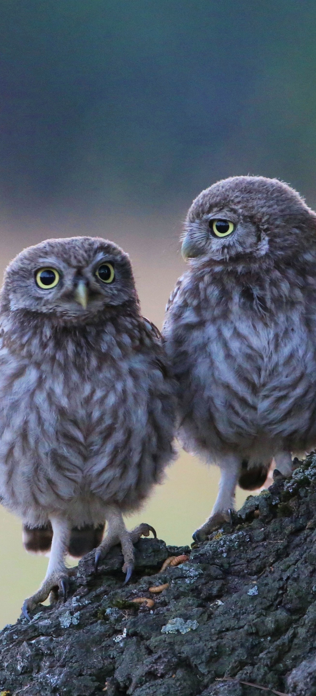 Handy-Wallpaper Tiere, Vögel, Eule, Vogel kostenlos herunterladen.