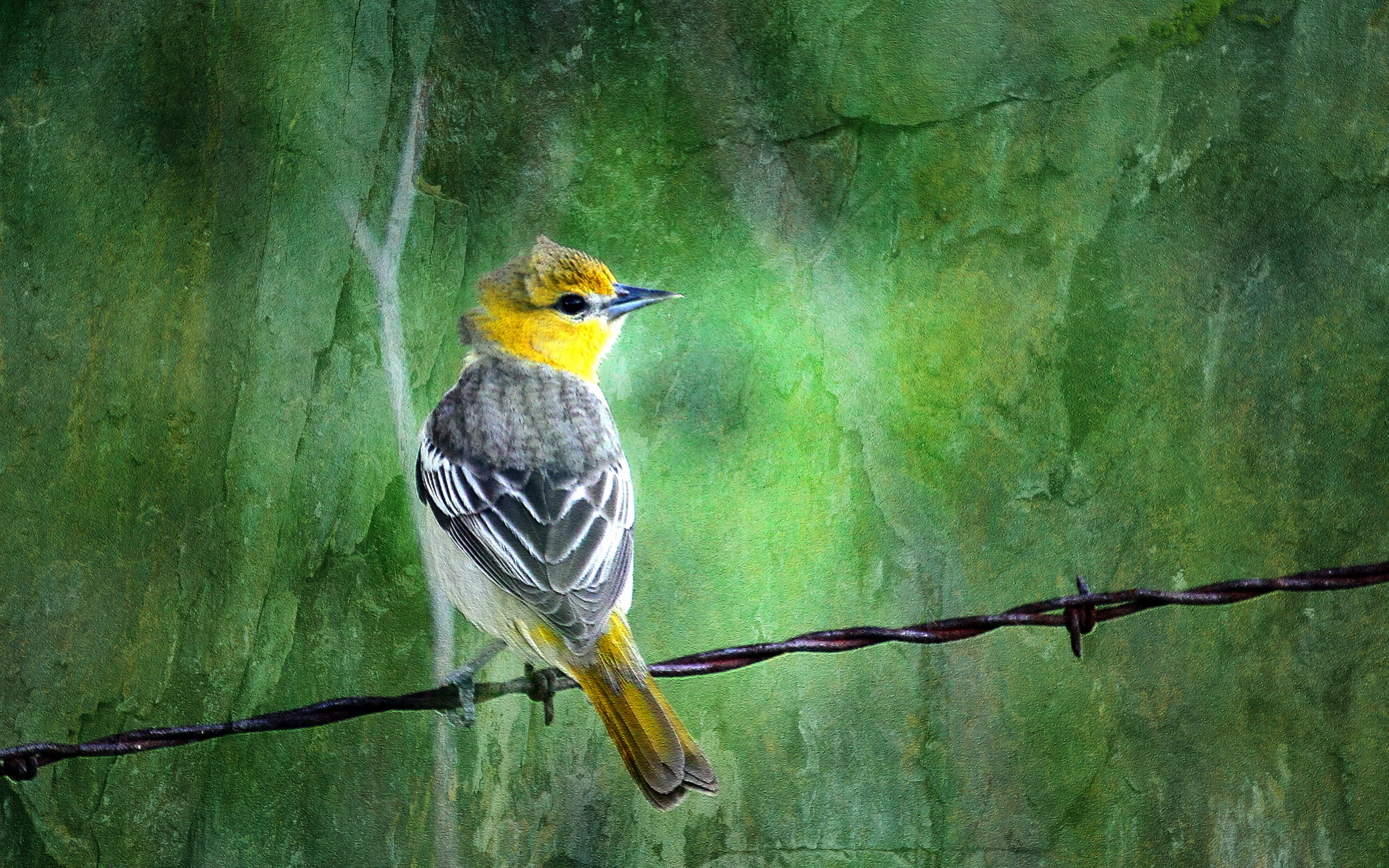 Téléchargez gratuitement l'image Oiseau, Des Oiseaux, Animaux sur le bureau de votre PC